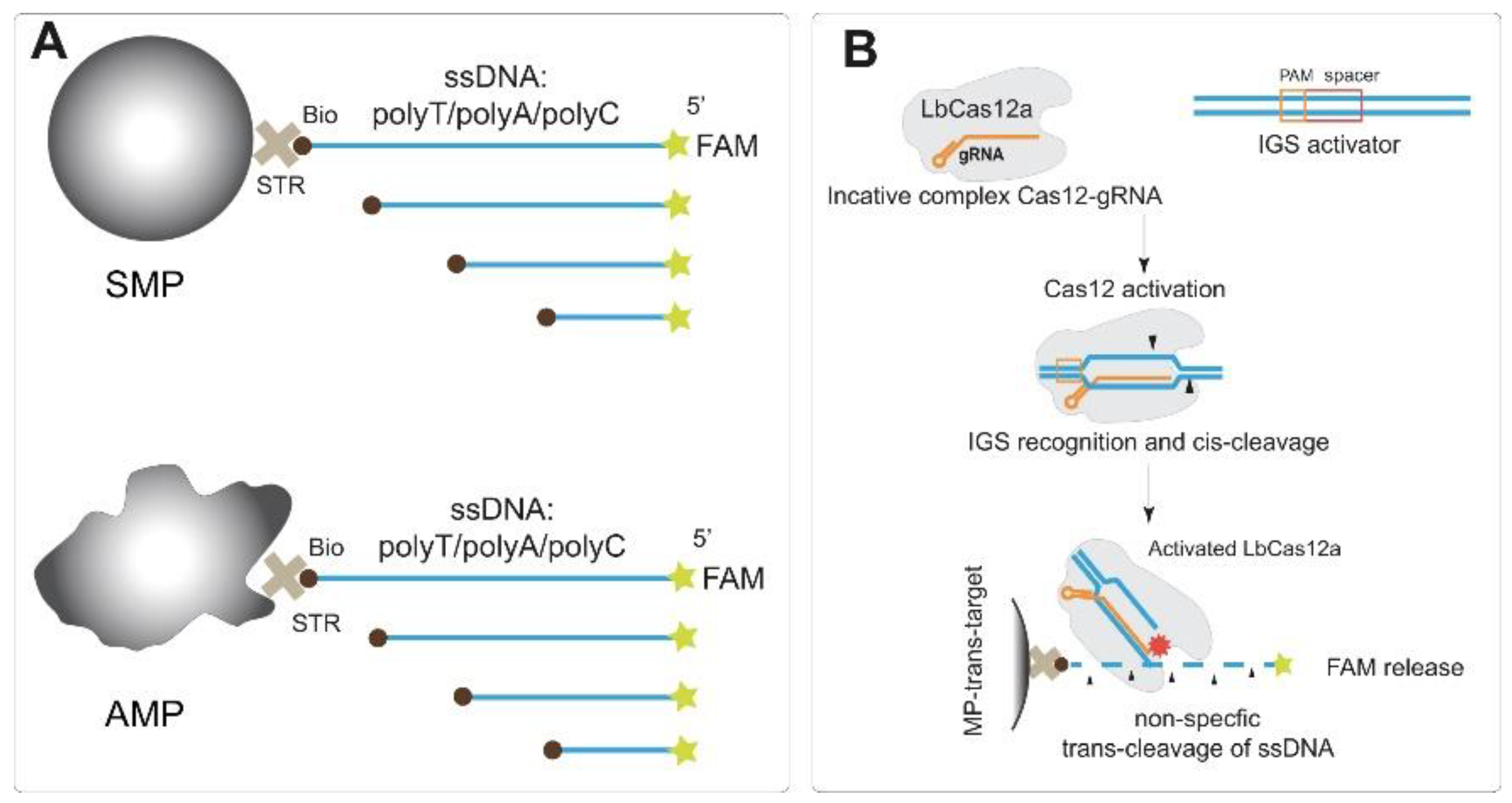 Biosensors 13 00700 g001