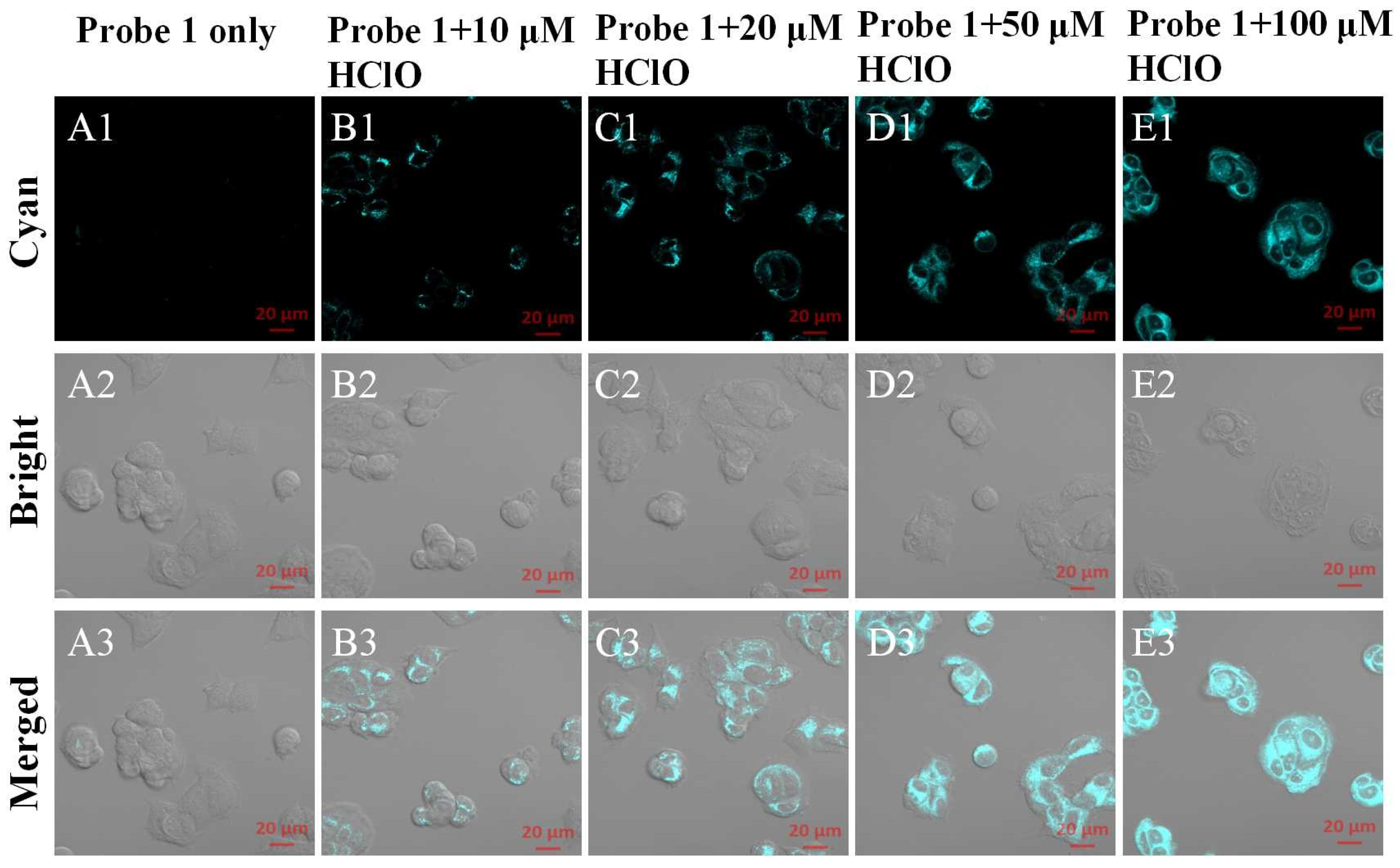 Biosensors 13 00744 g002