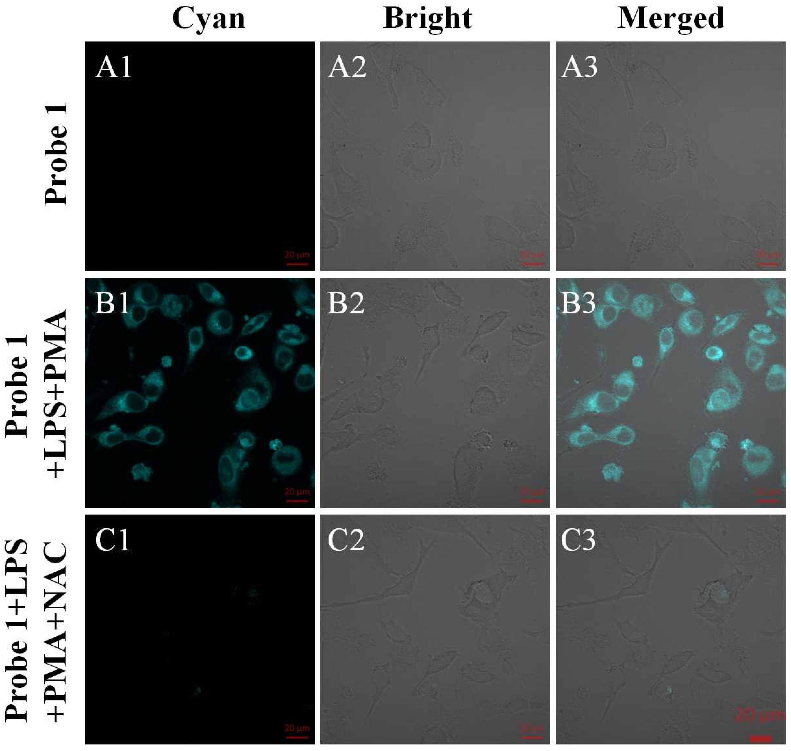 Biosensors 13 00744 g003
