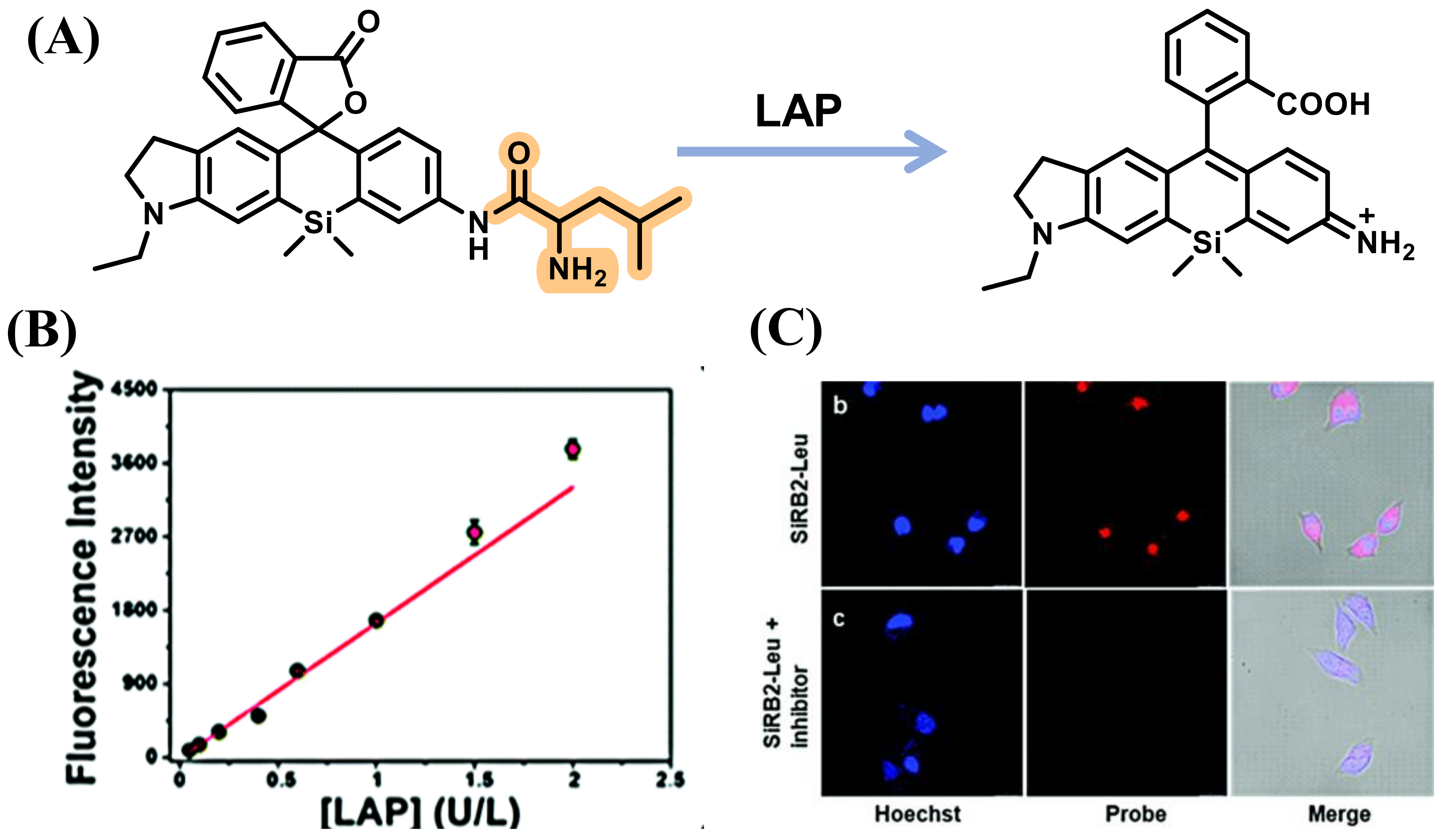 Biosensors 13 00752 g005