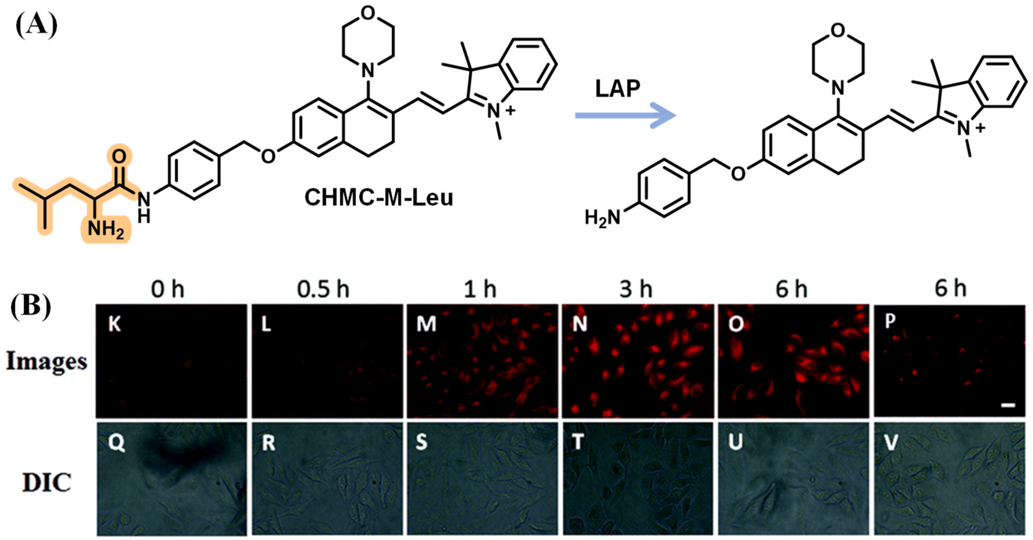 Biosensors 13 00752 g025