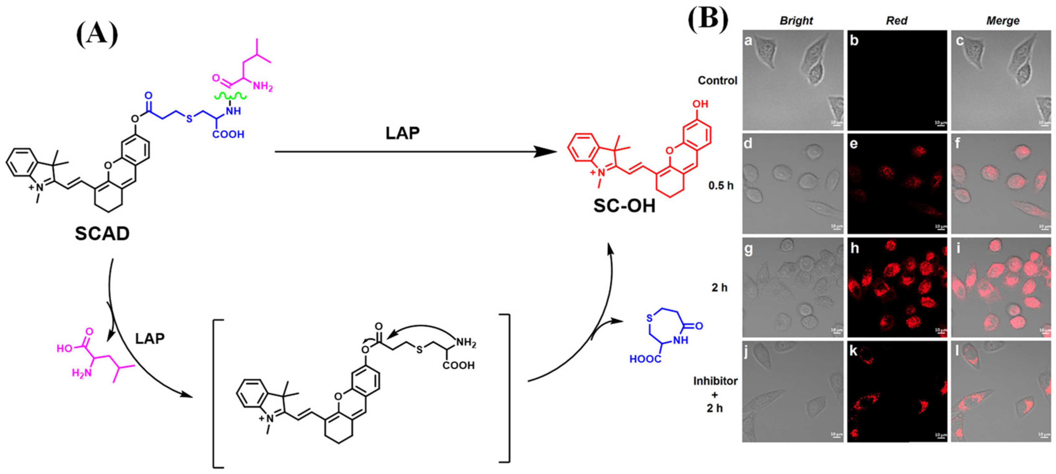 Biosensors 13 00752 g033