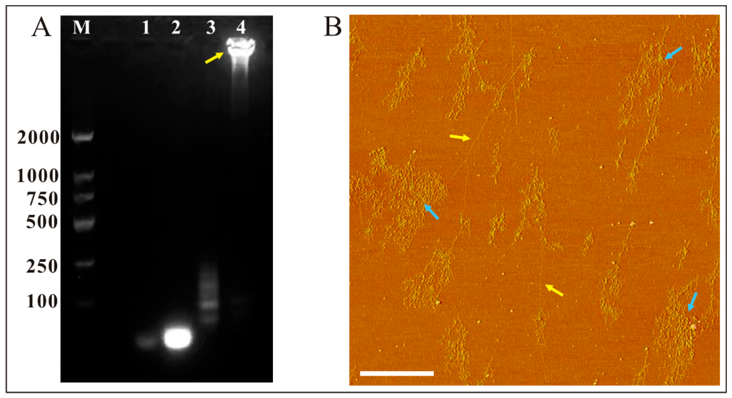 Biosensors 13 00755 g001
