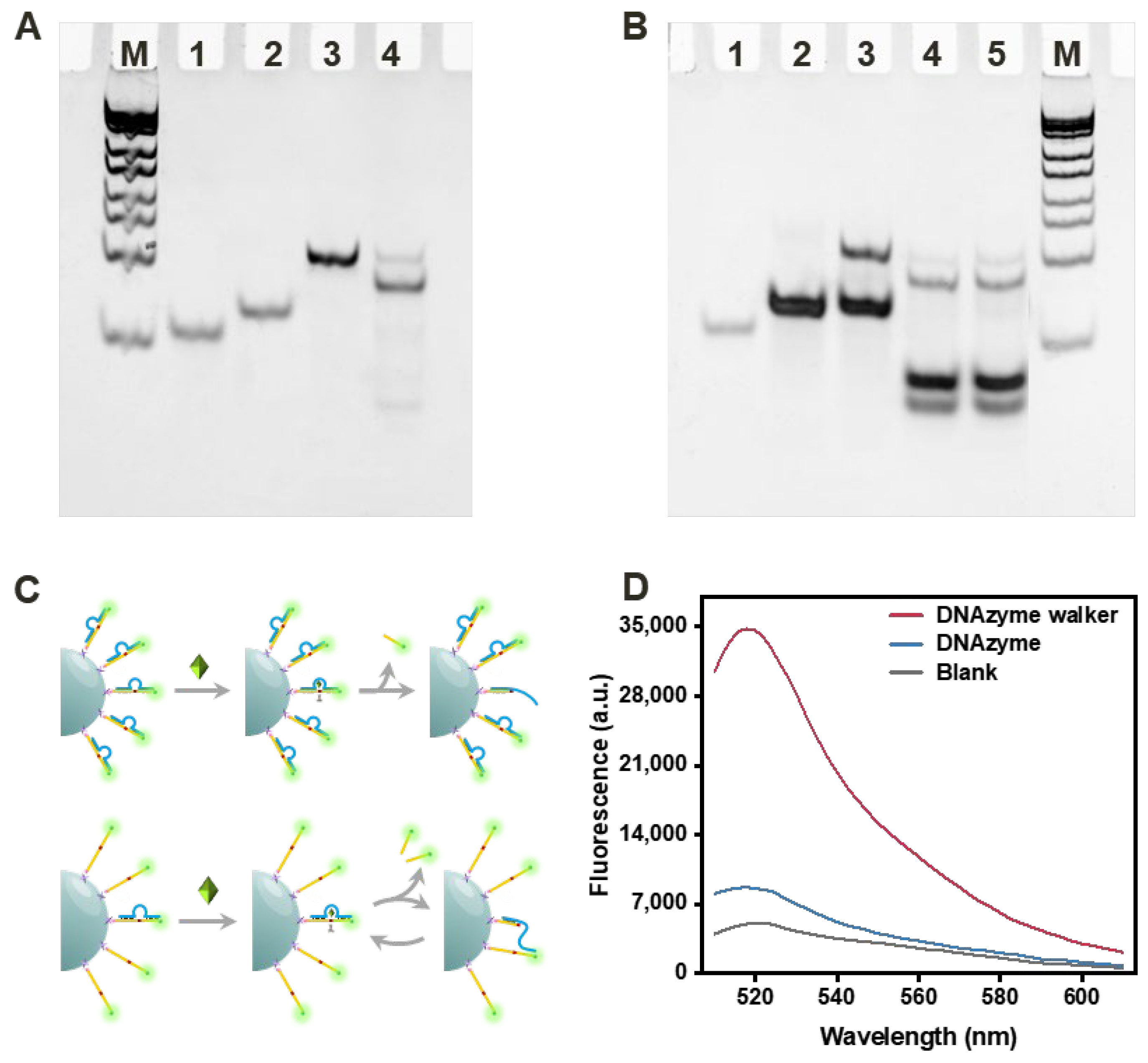 Biosensors 13 00761 g001