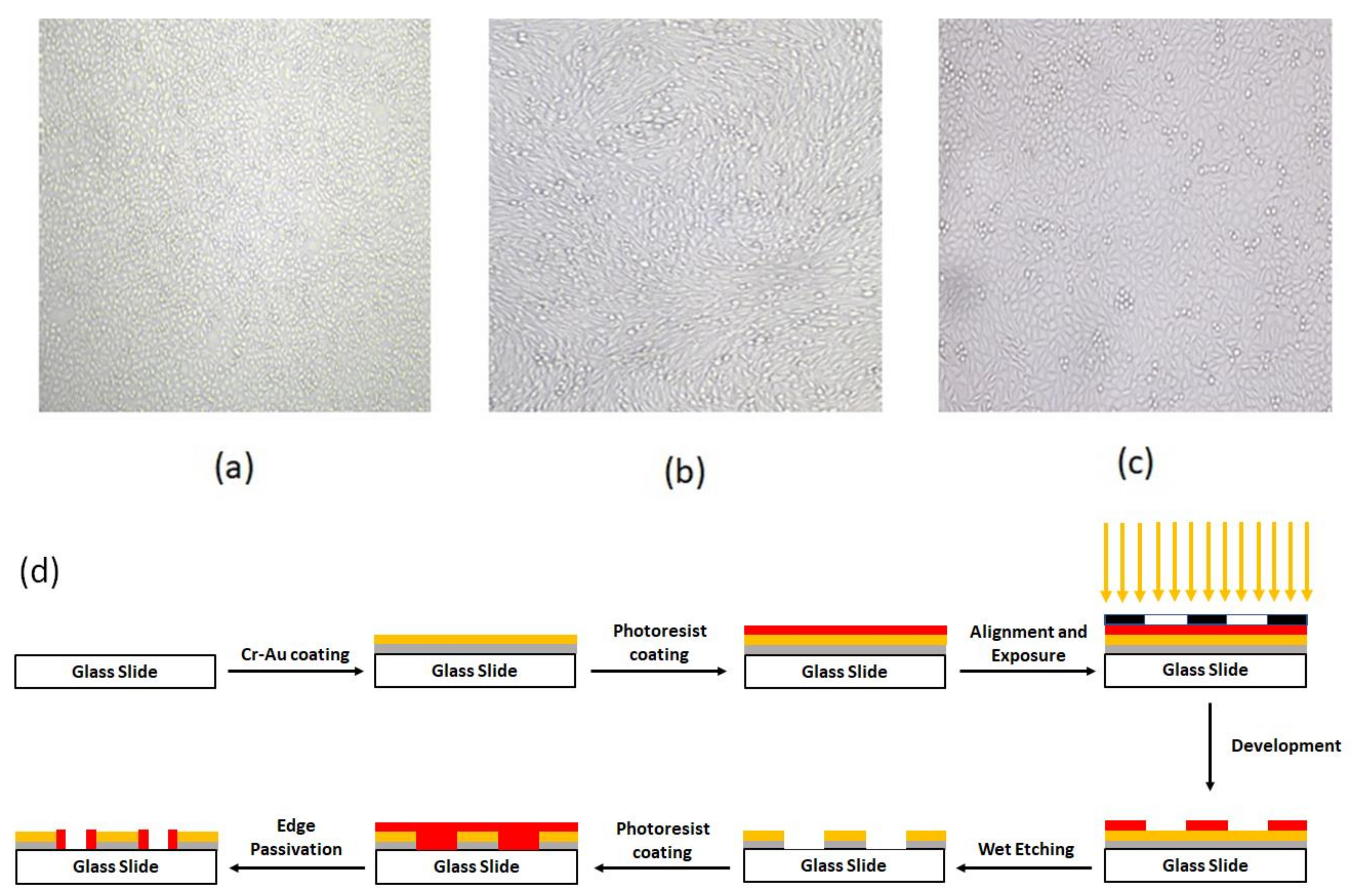 Biosensors 13 00762 g001