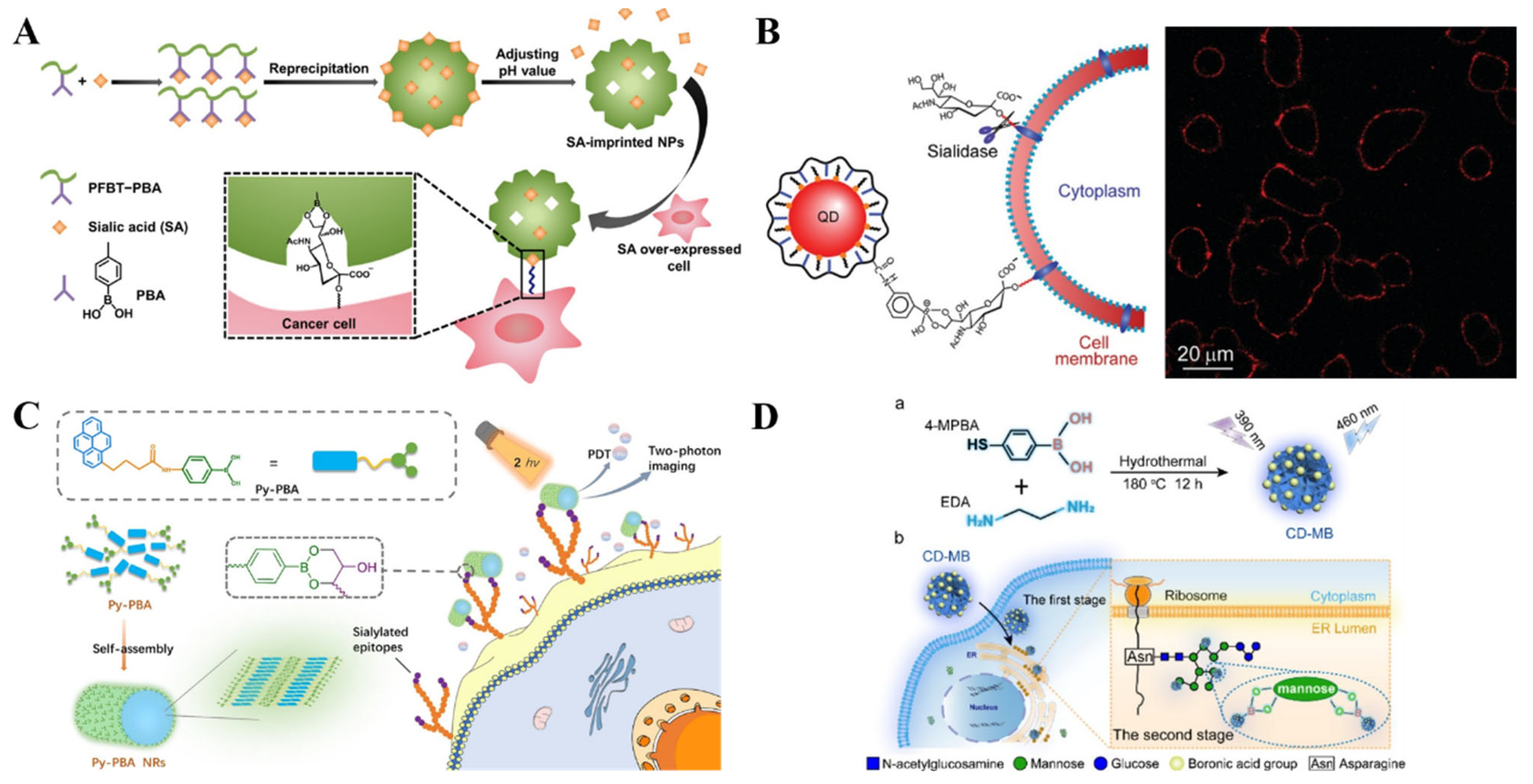Biosensors 13 00785 g014