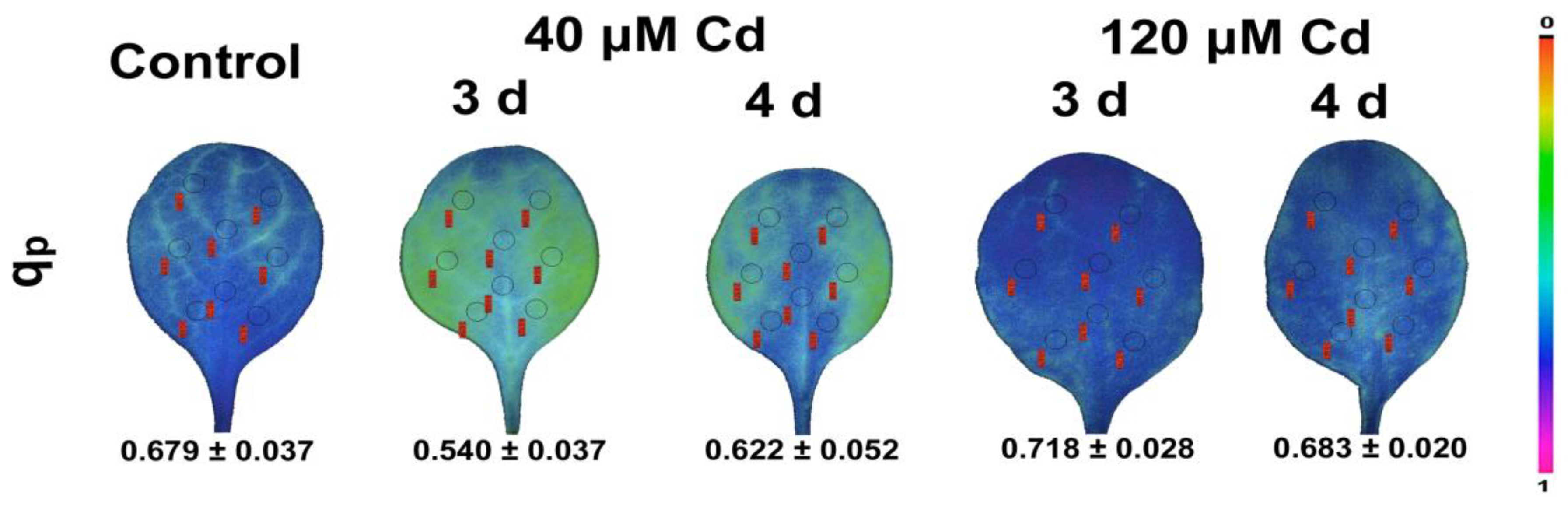 Biosensors 13 00796 g005
