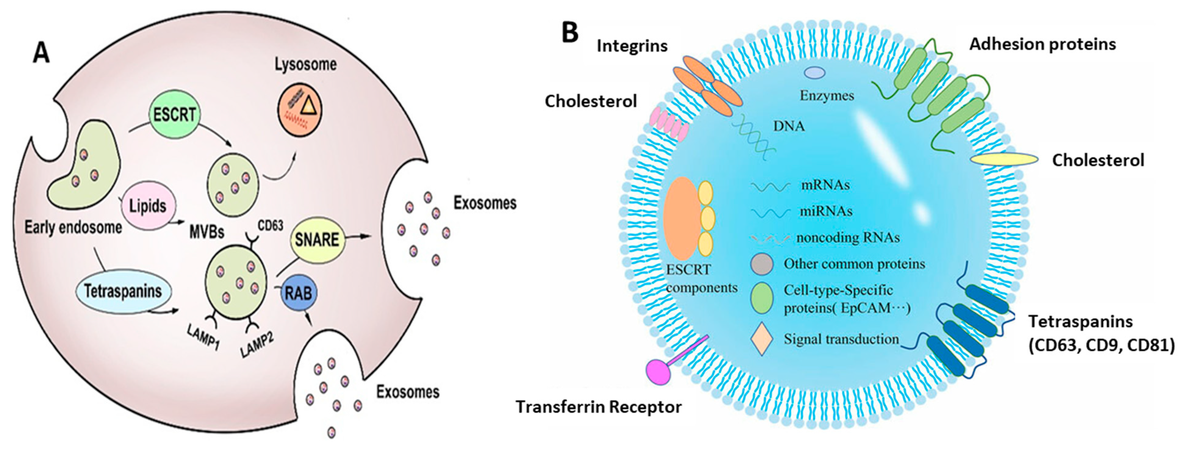 Biosensors 13 00802 g002