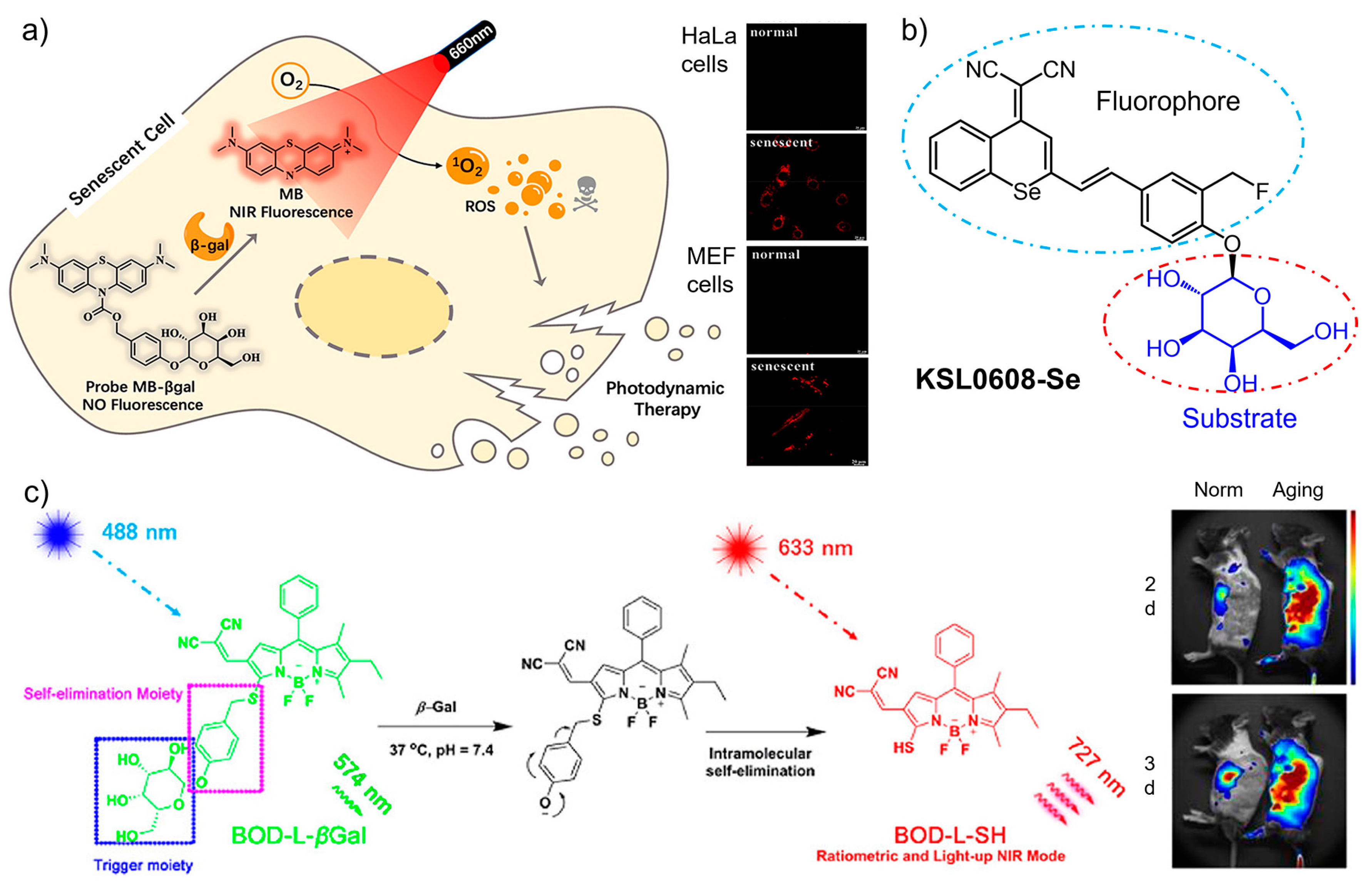 Biosensors 13 00838 g002