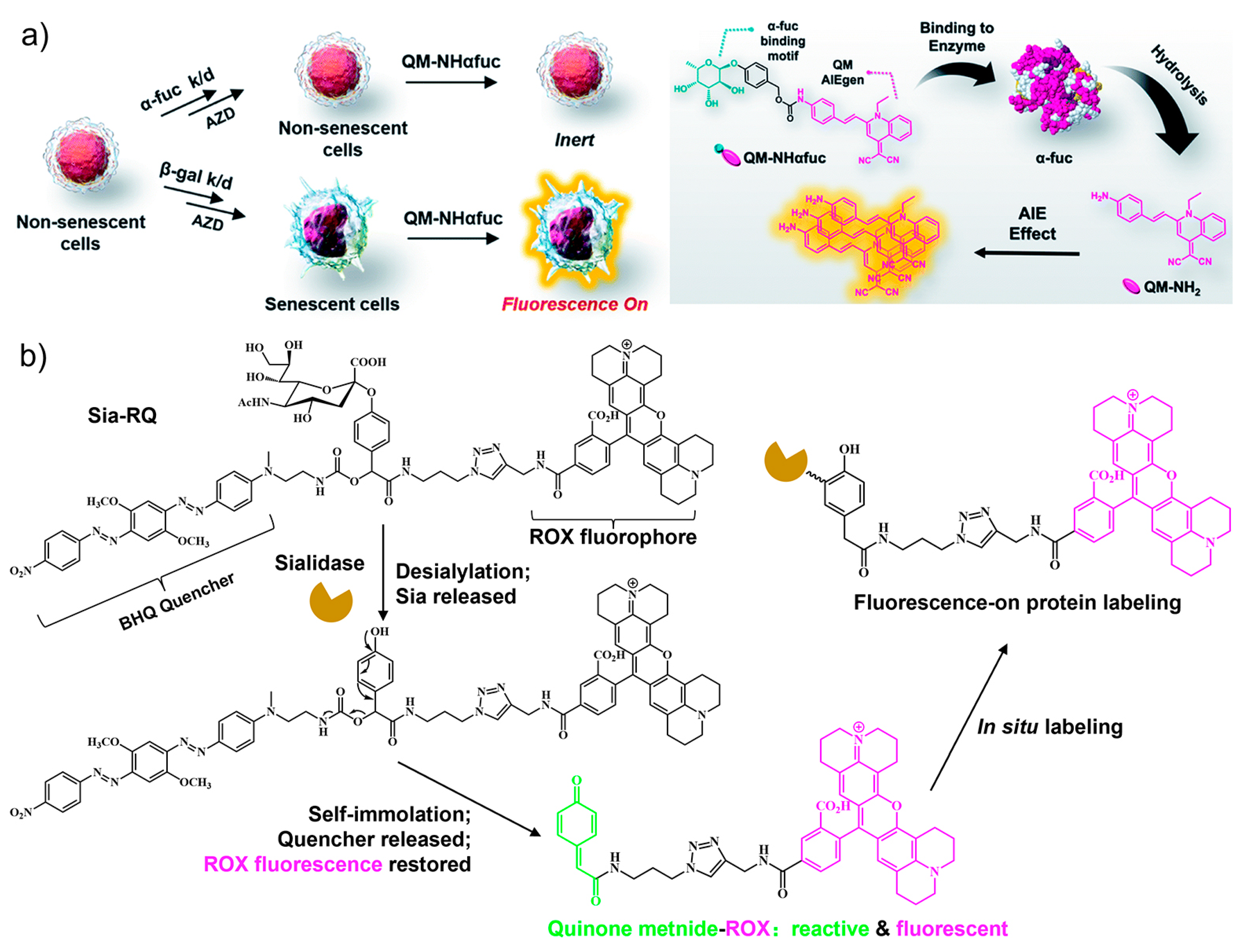 Biosensors 13 00838 g003