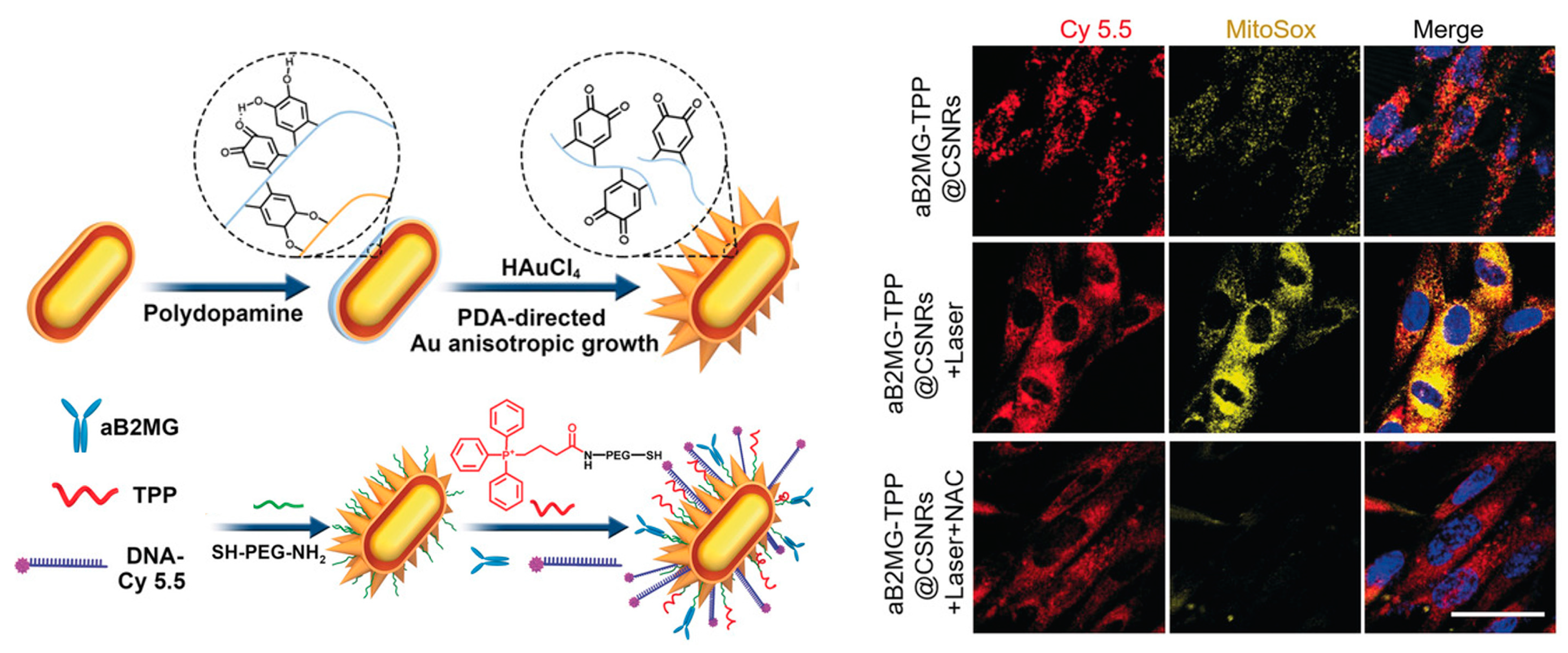 Biosensors 13 00838 g006