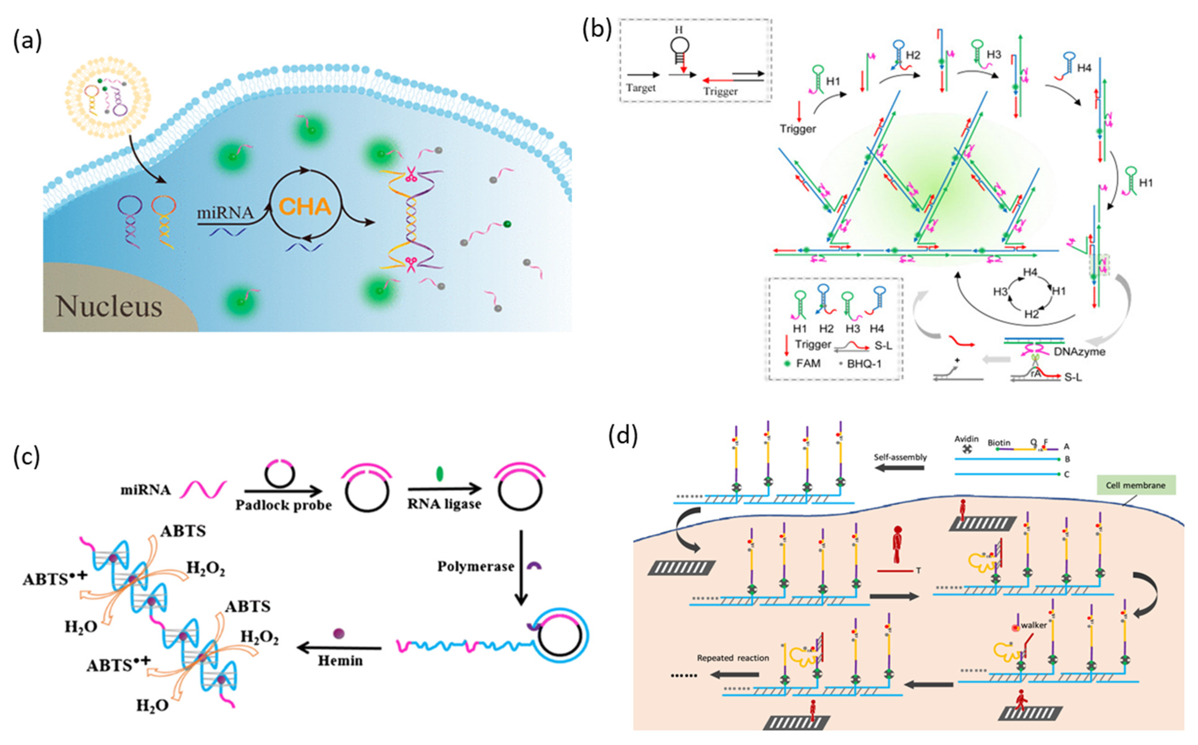 Biosensors 13 00856 g002