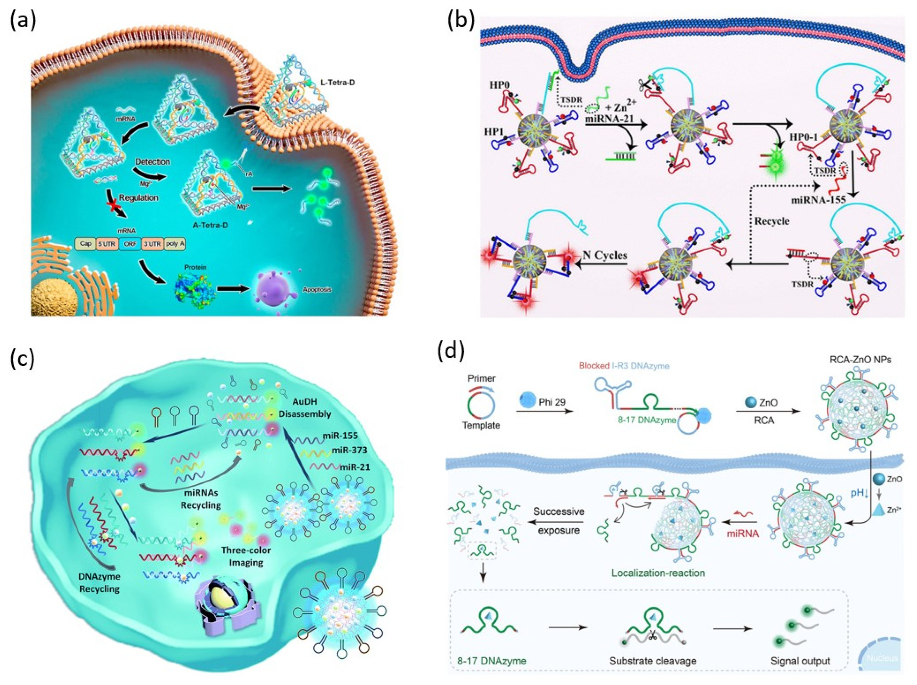 Biosensors 13 00856 g004