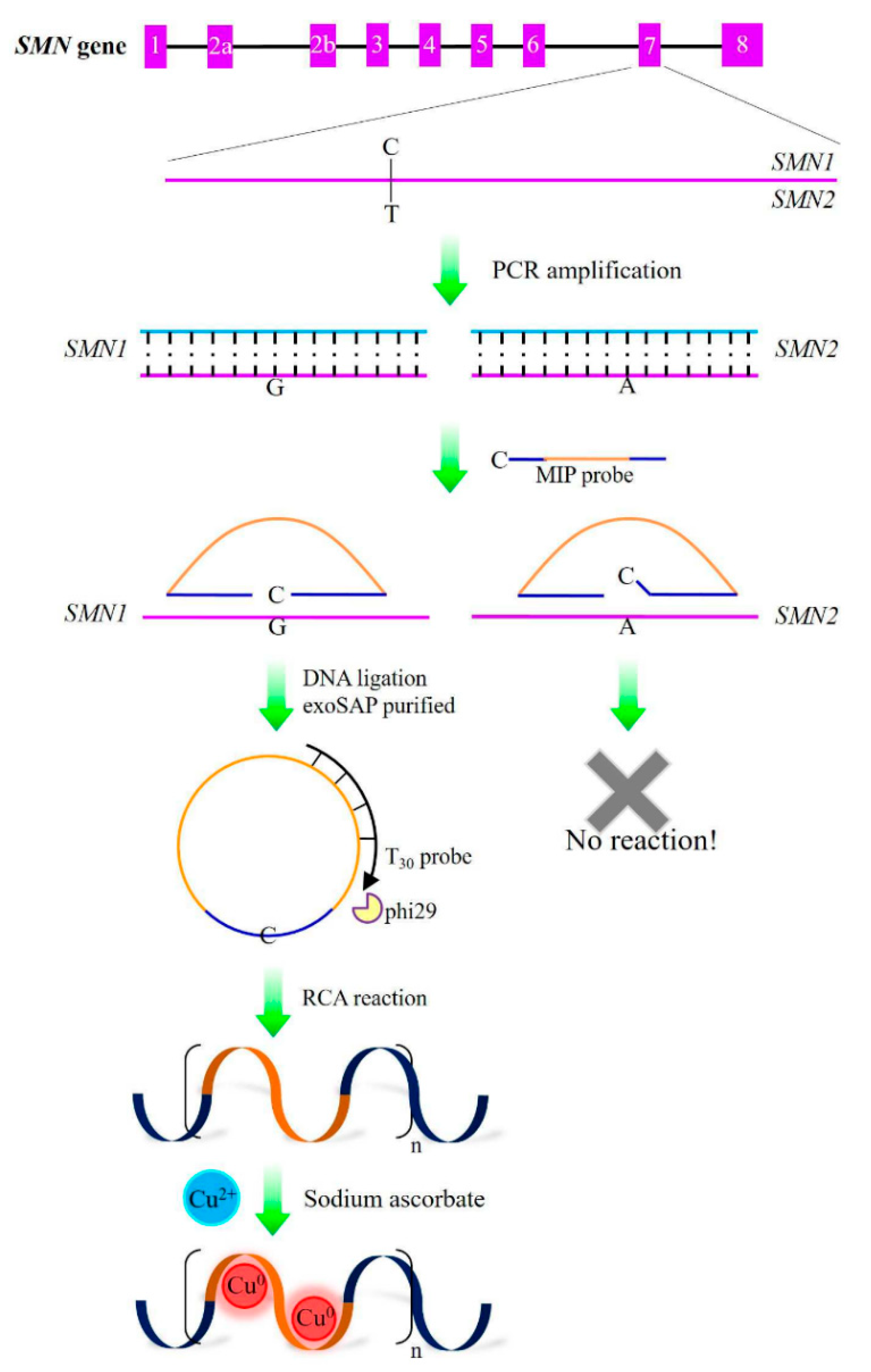 Biosensors 13 00864 g006