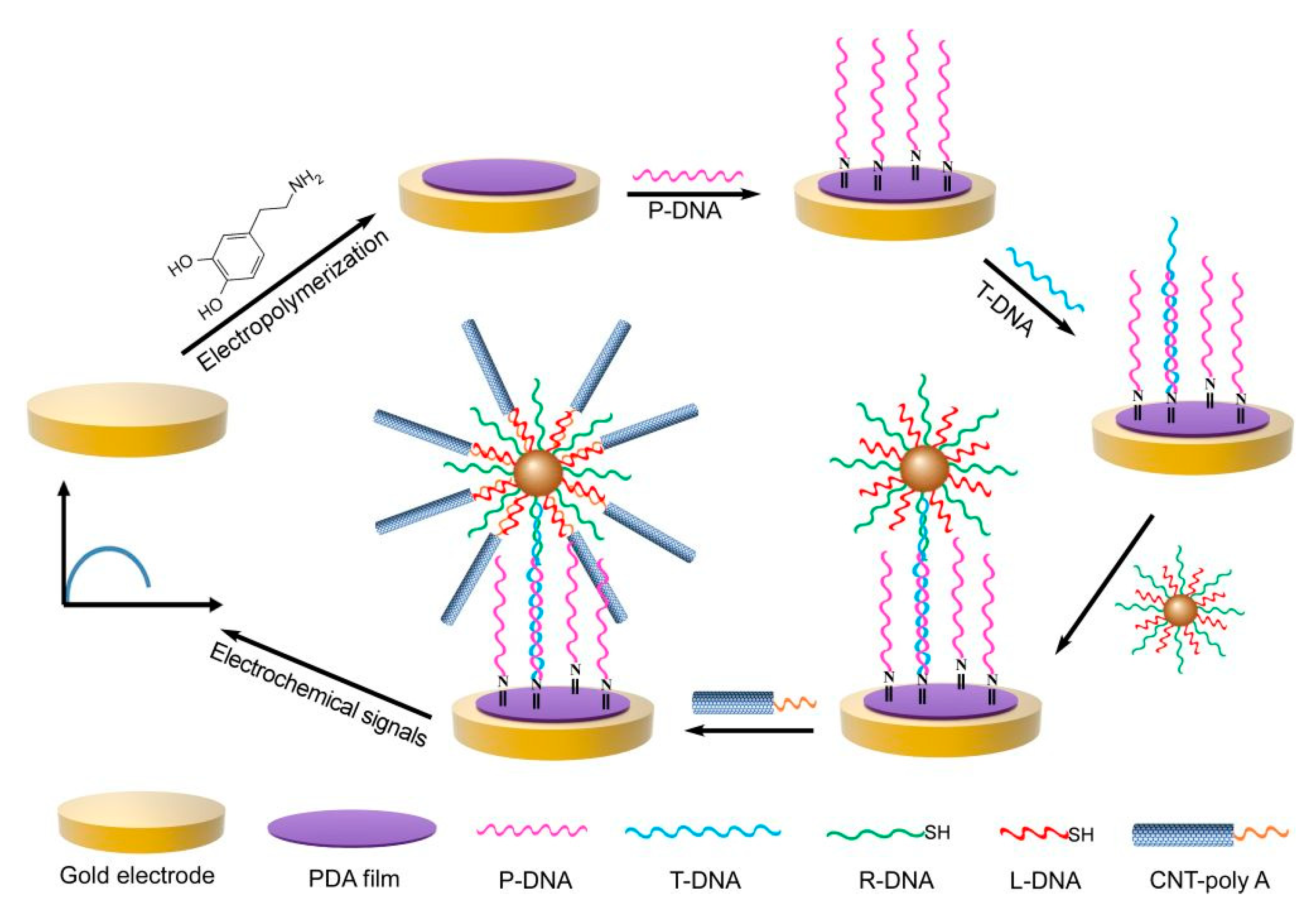 Biosensors 13 00864 g010