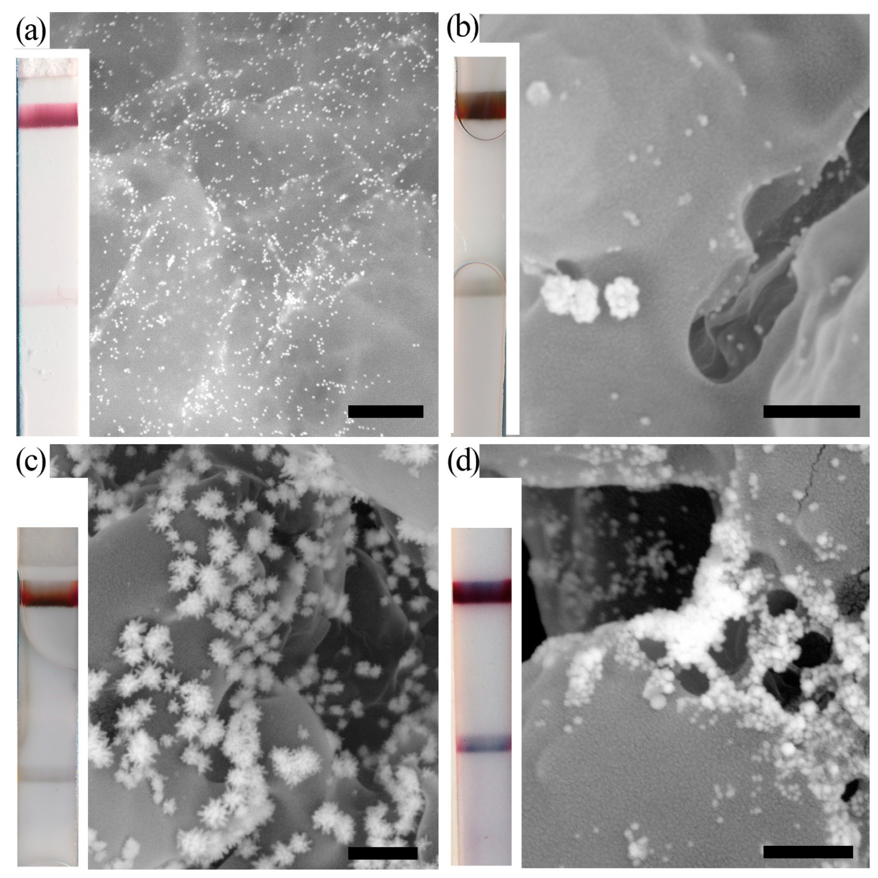 Biosensors 13 00866 g002