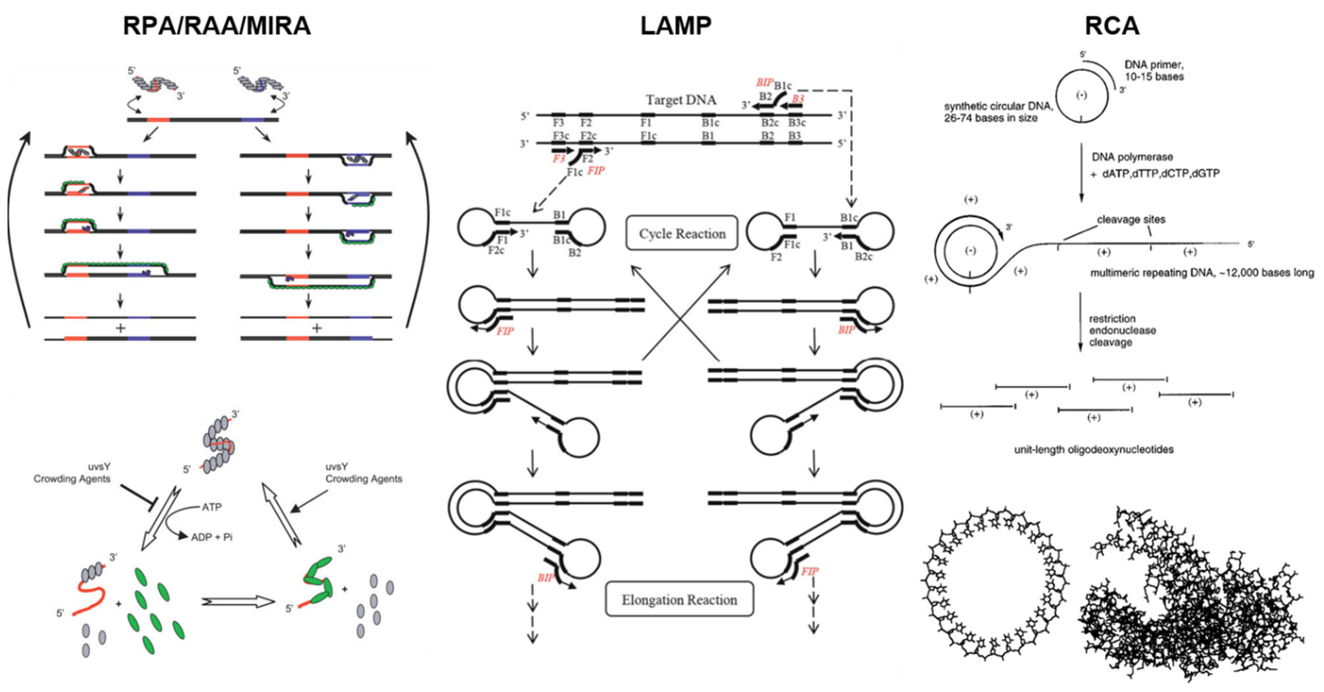 Biosensors 13 00885 g002
