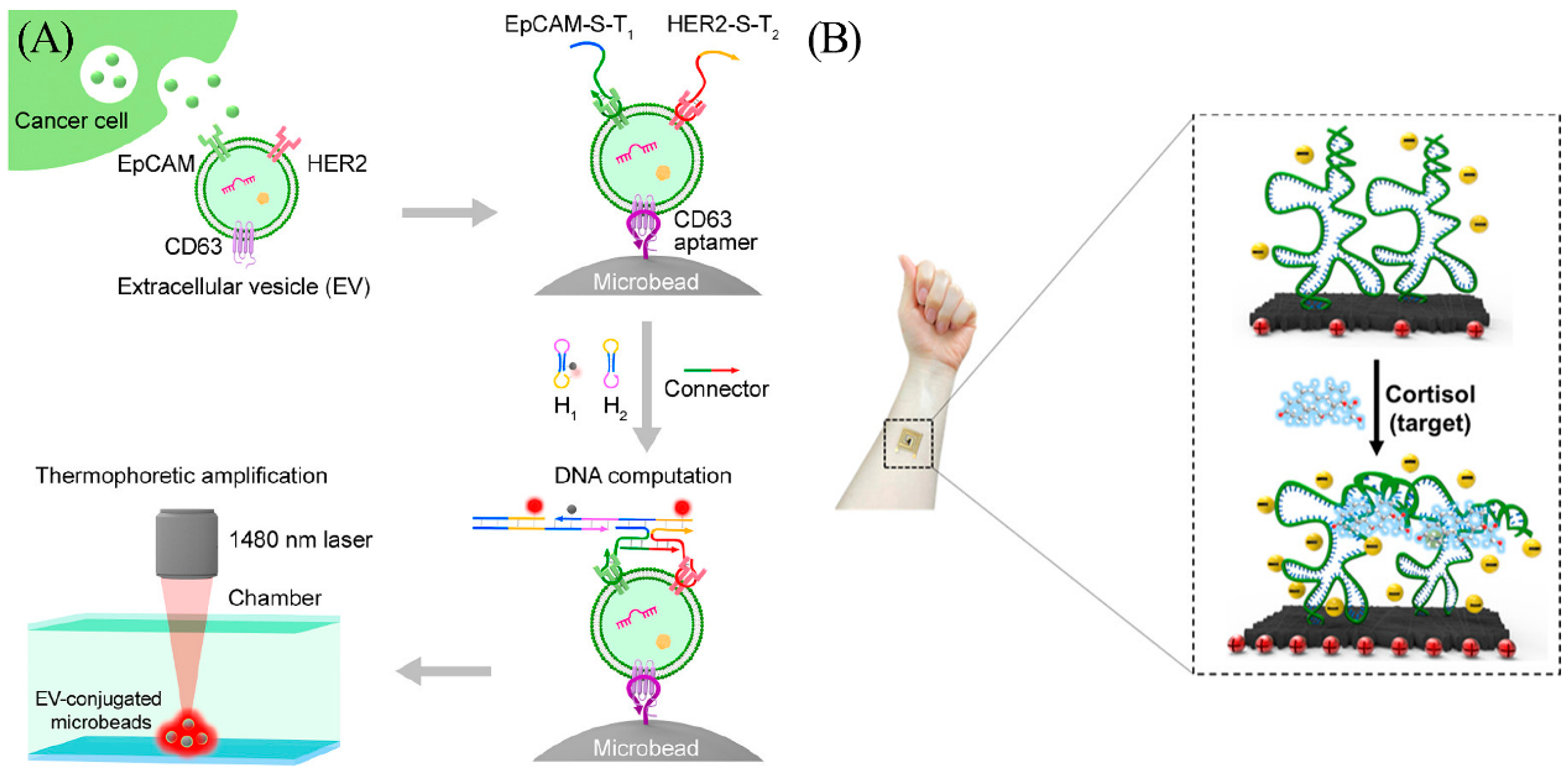 Biosensors 13 00889 g004