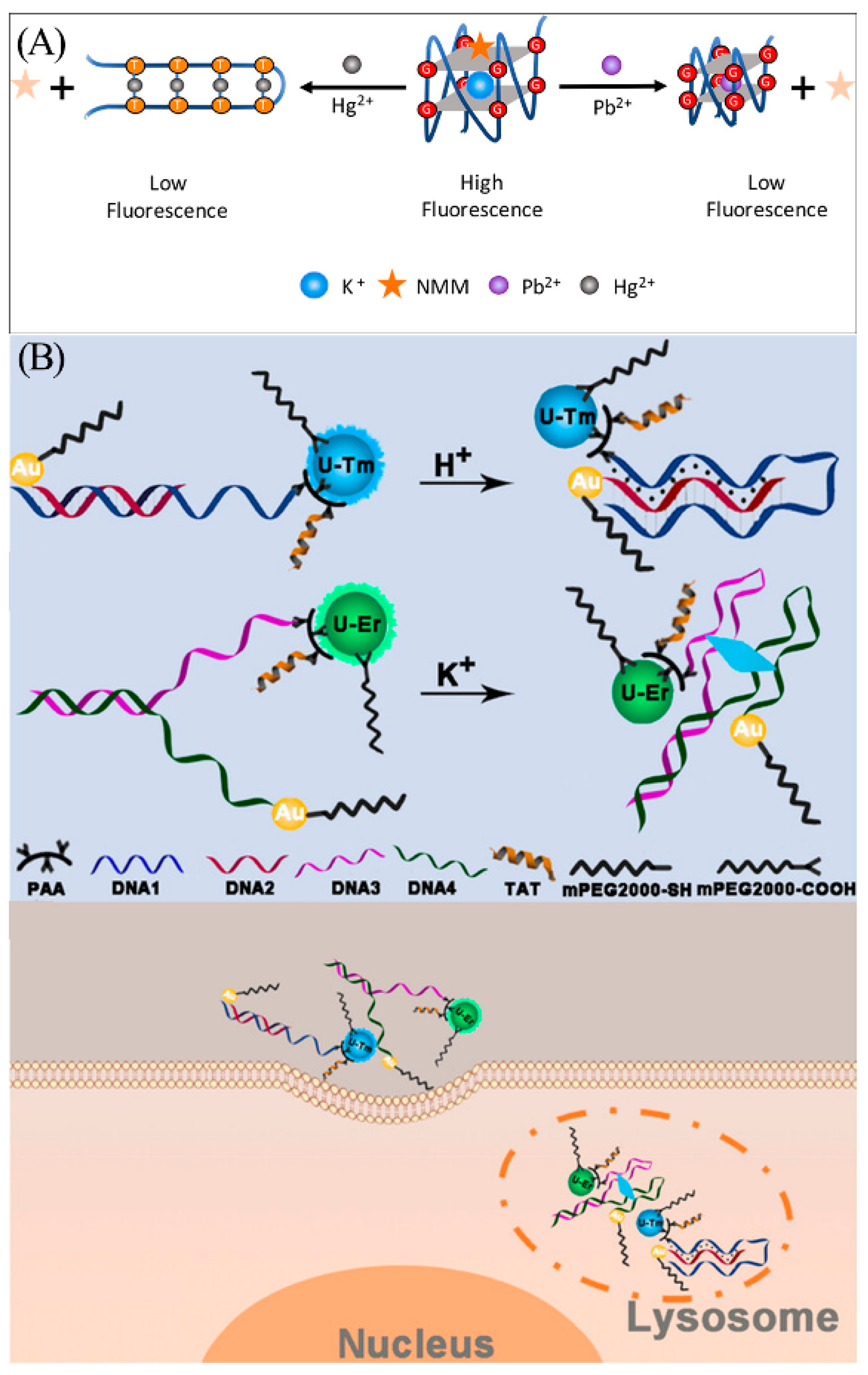 Biosensors 13 00889 g011