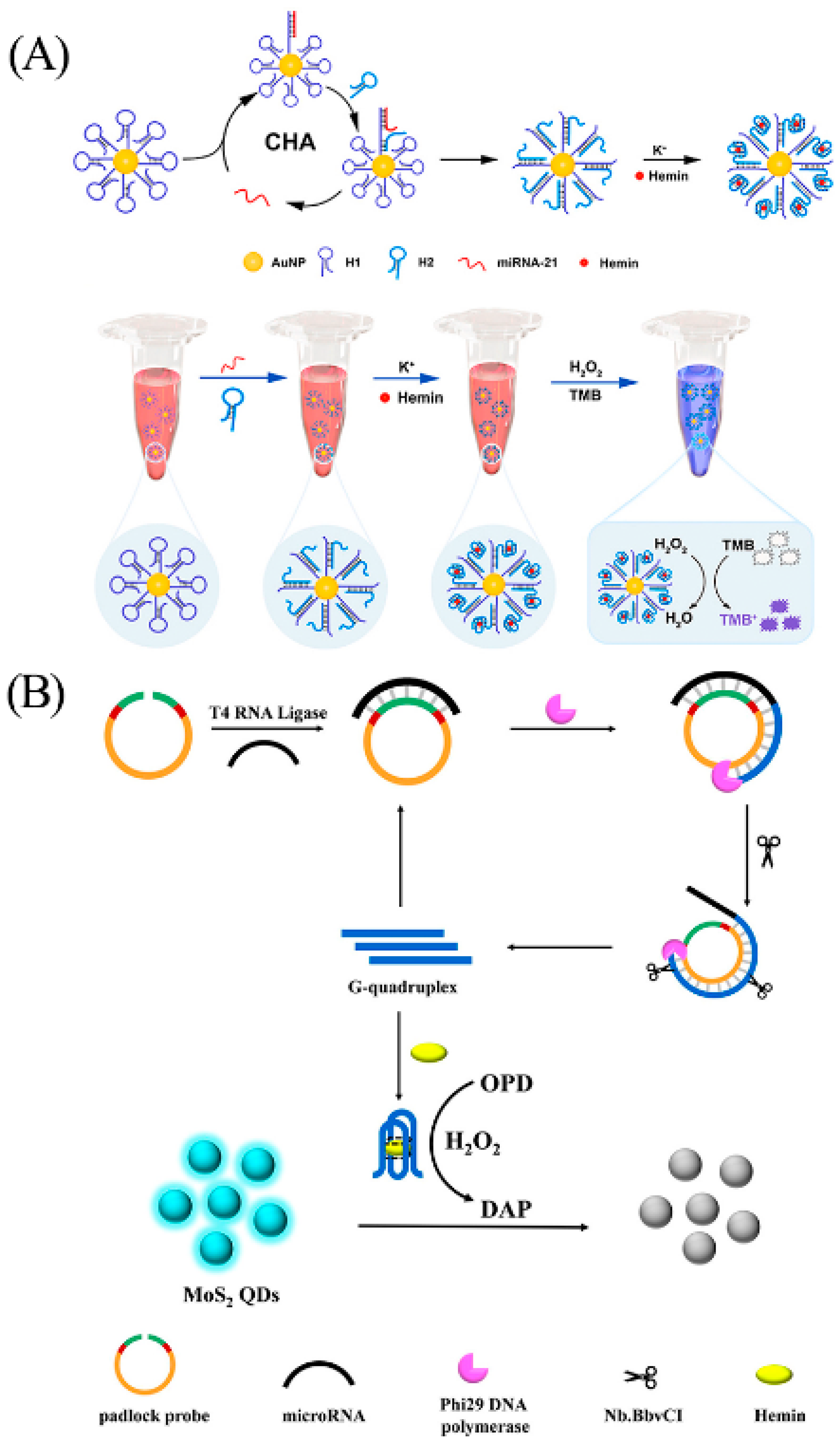 Biosensors 13 00889 g012