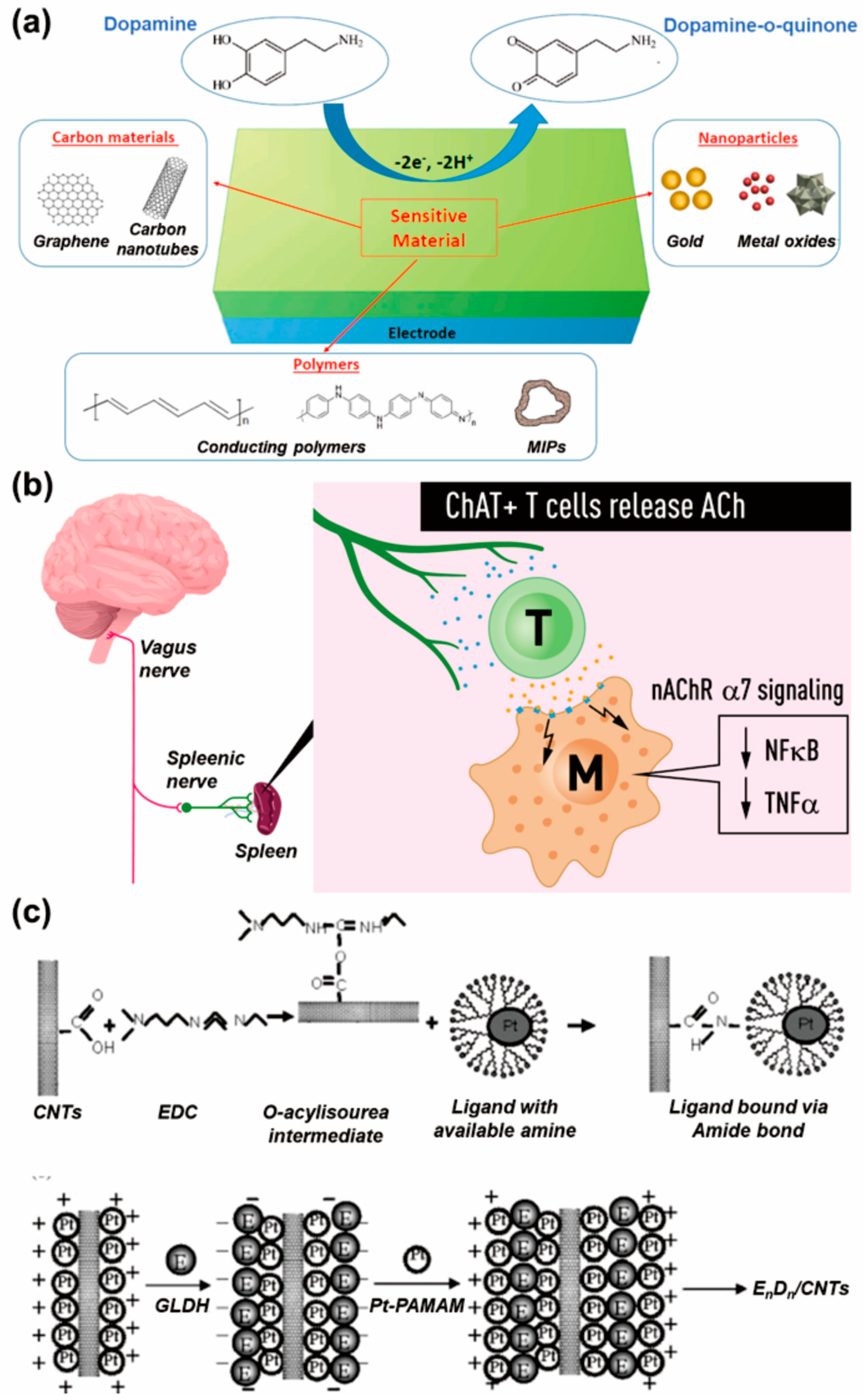 Biosensors 13 00892 g002