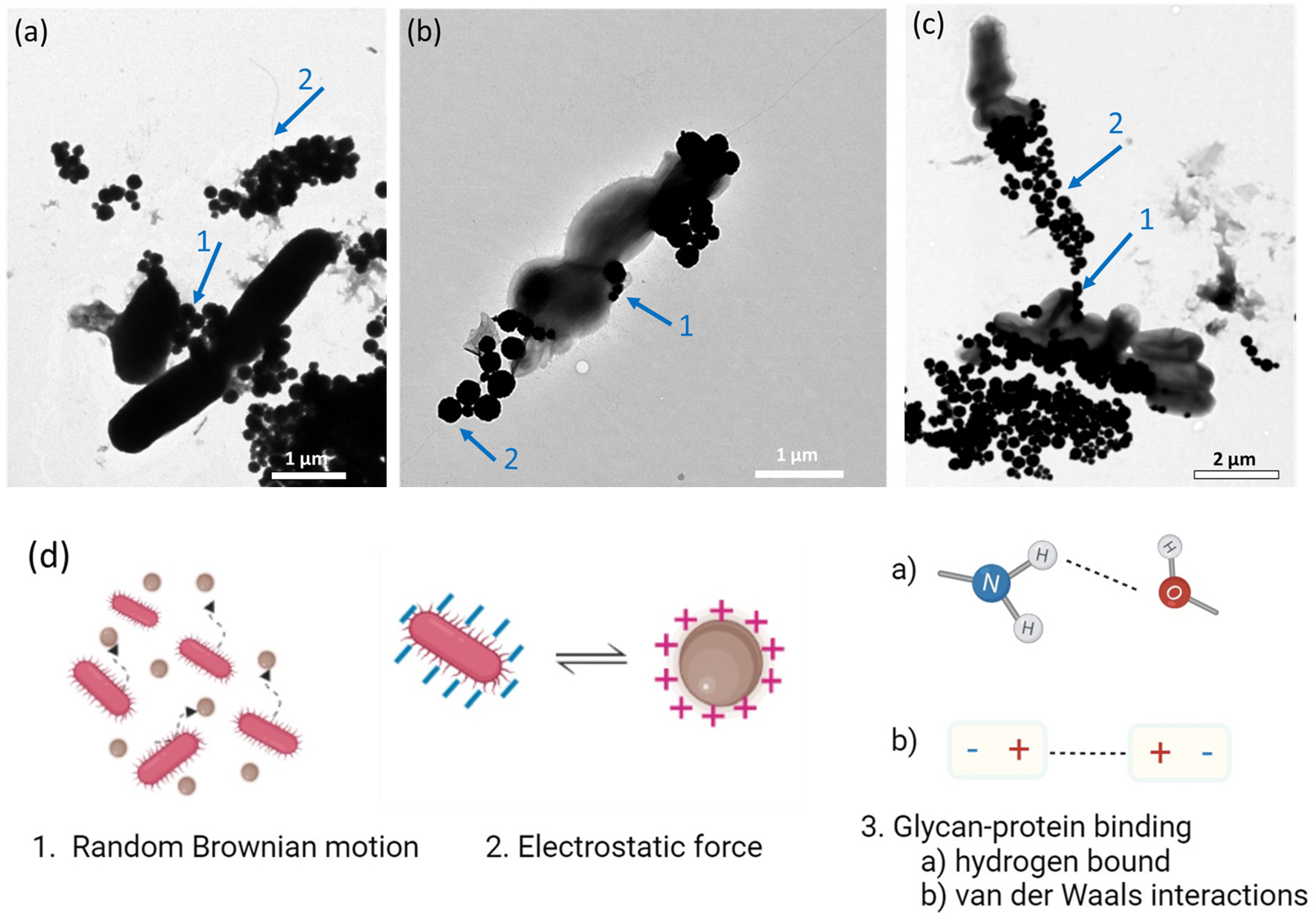 Biosensors 13 00902 g003