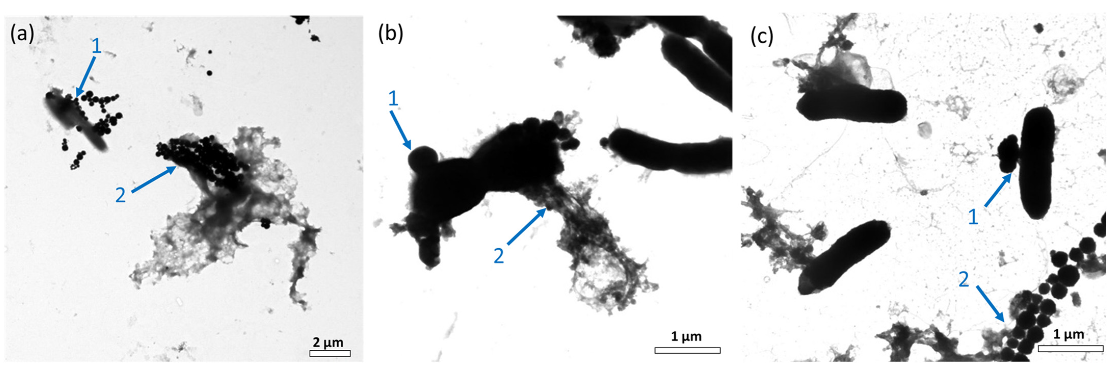 Biosensors 13 00902 g006