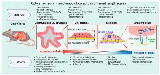 Biosensors 13 00905 g003