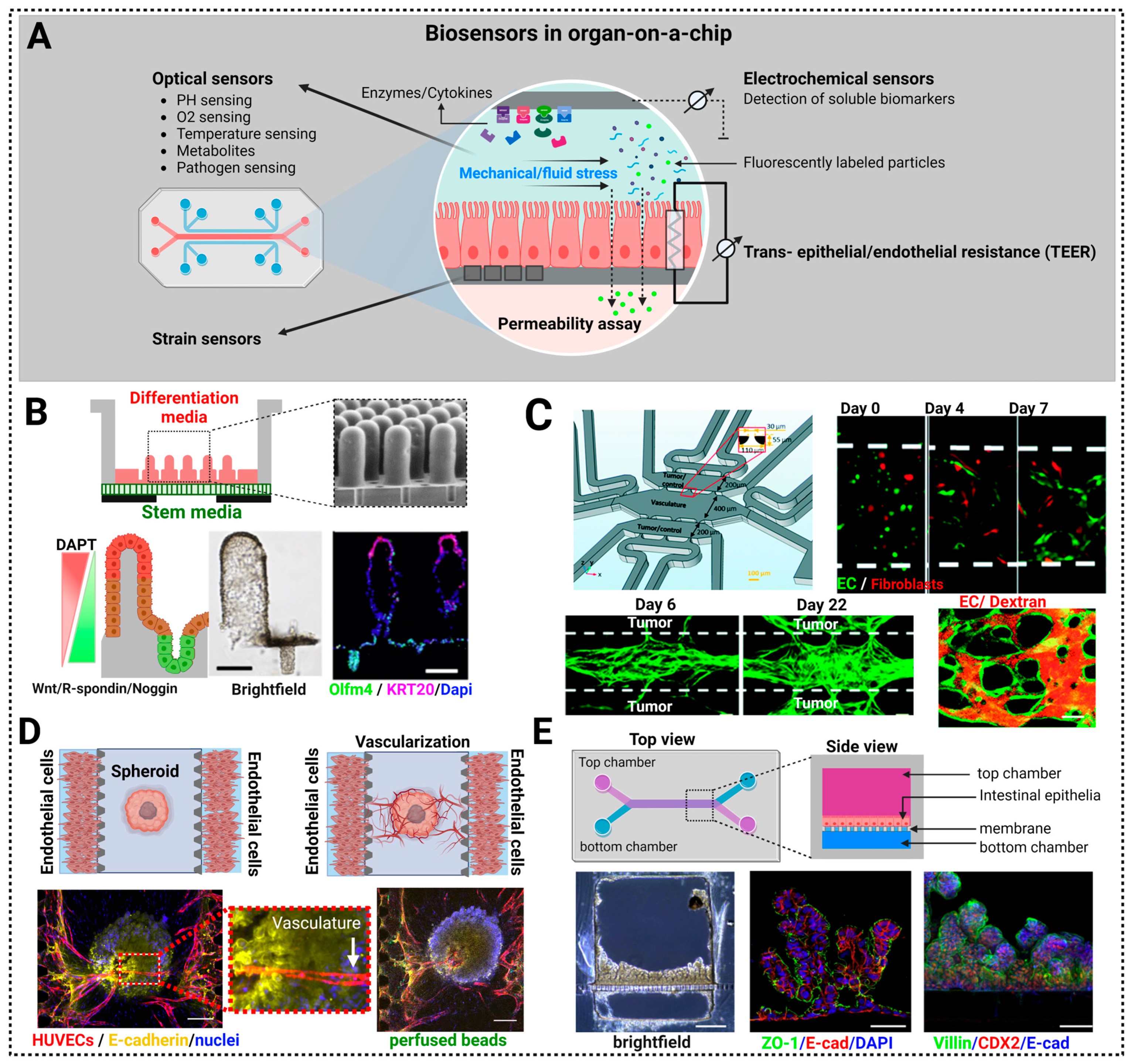 Biosensors 13 00905 g007 Biosensors 13 00905 g007