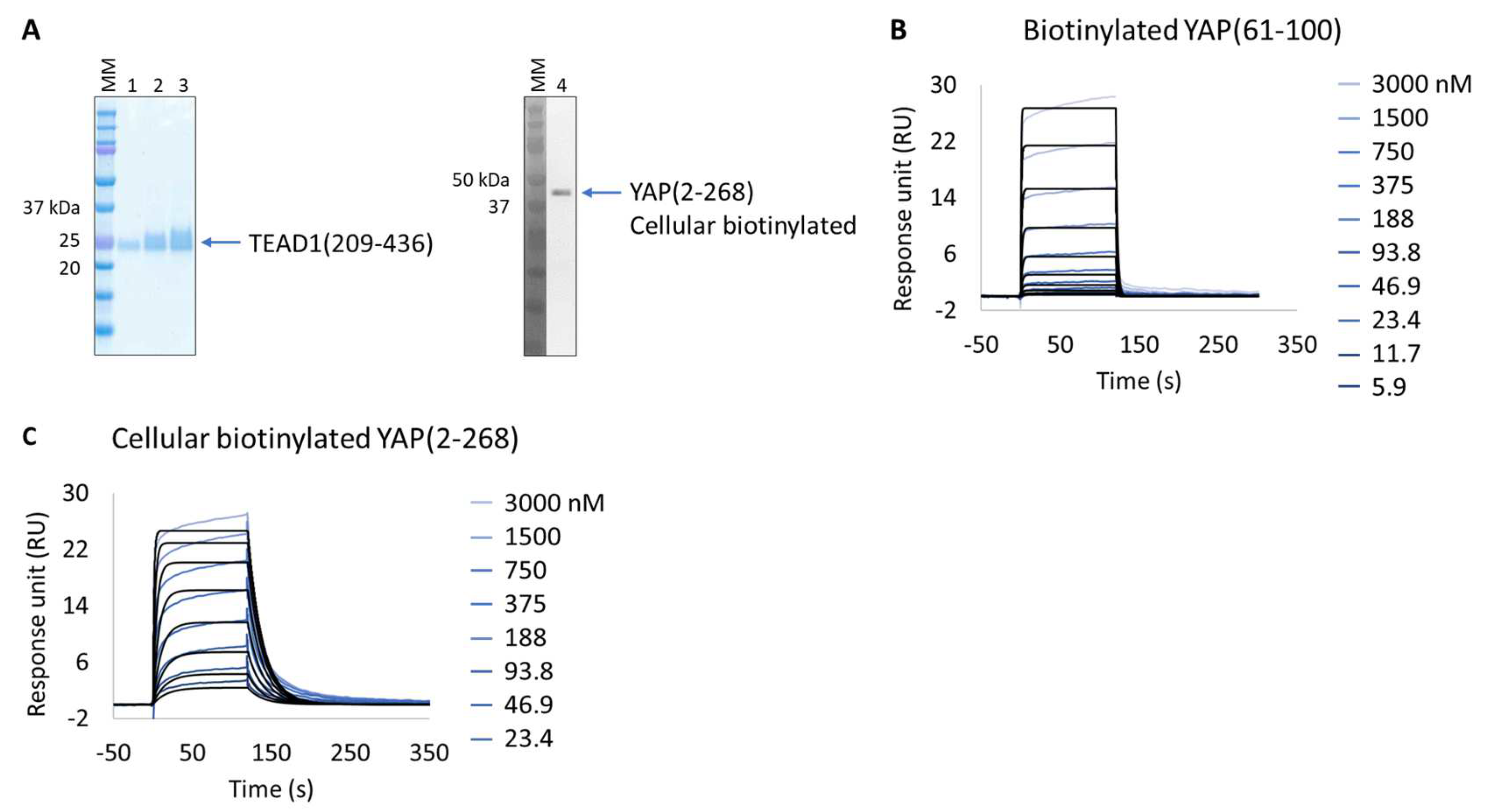 Biosensors 13 00913 g003
