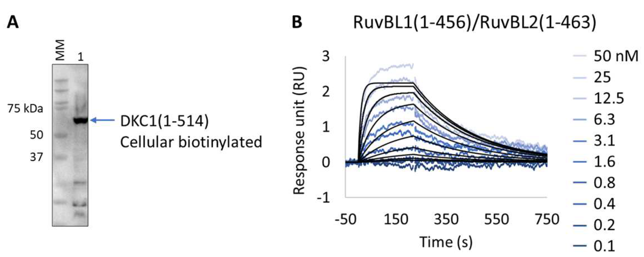 Biosensors 13 00913 g007