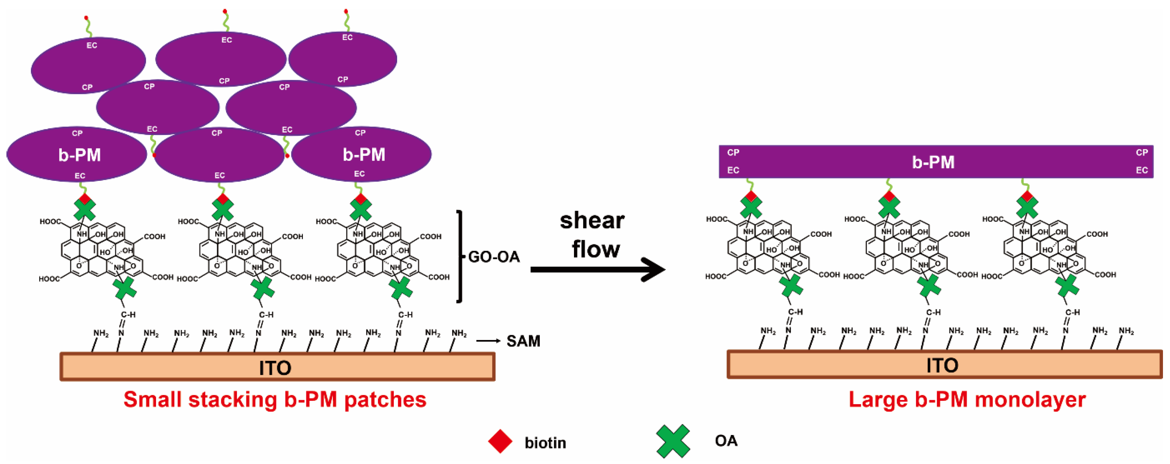Biosensors 13 00929 g001