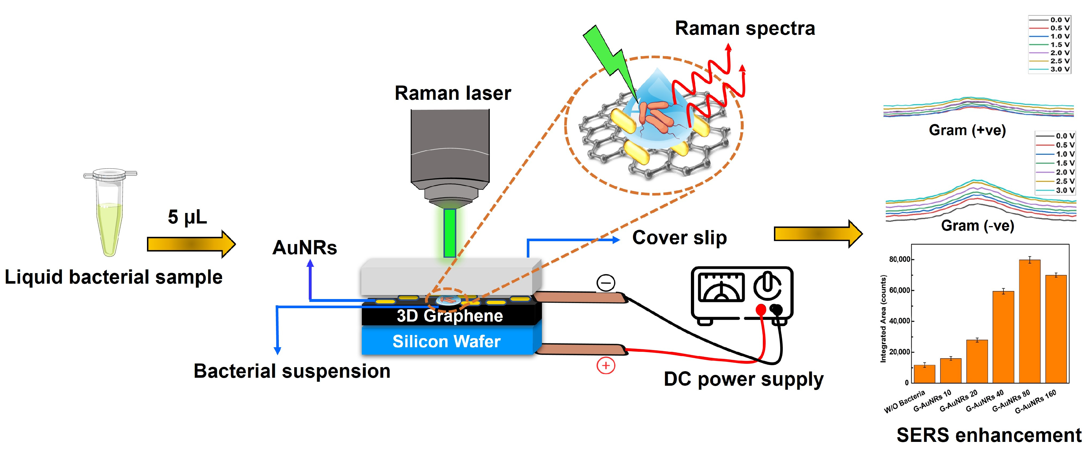 Biosensors 13 00962 g001
