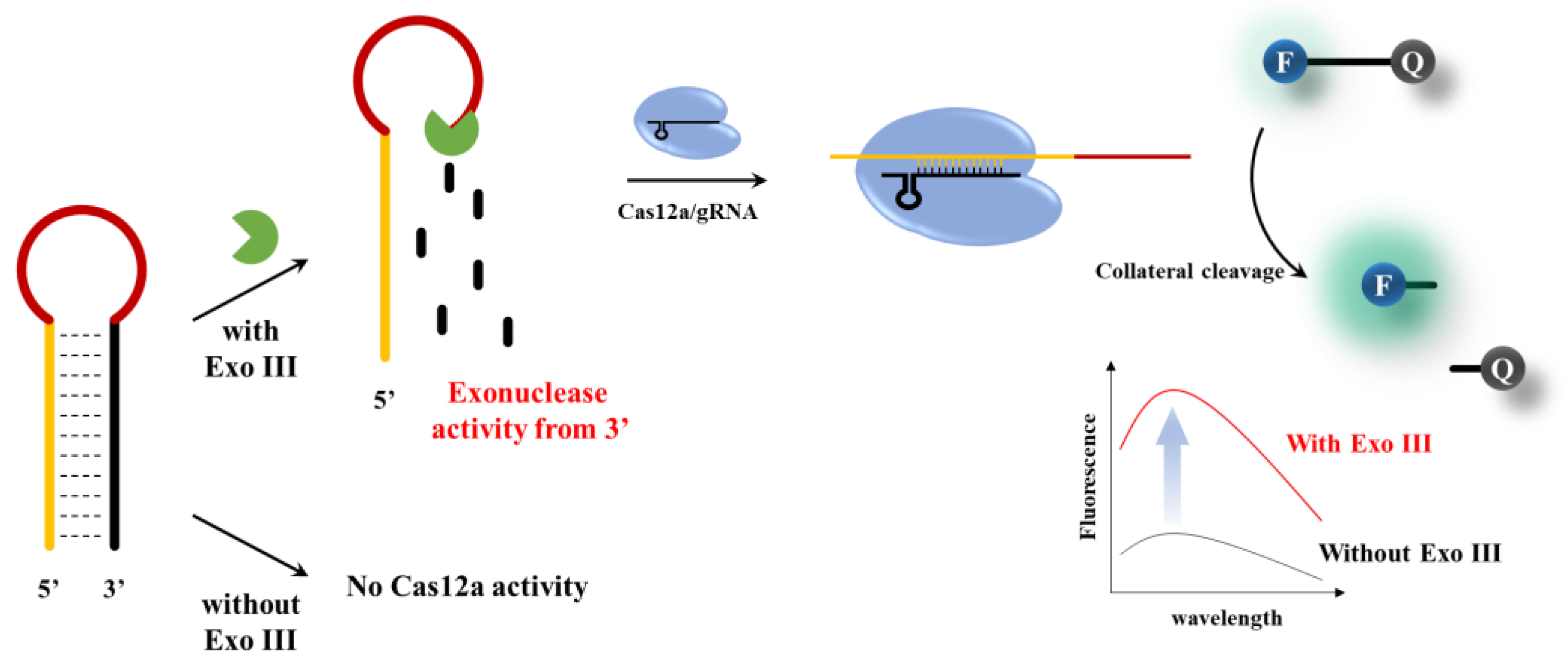 Biosensors 13 00963 g001