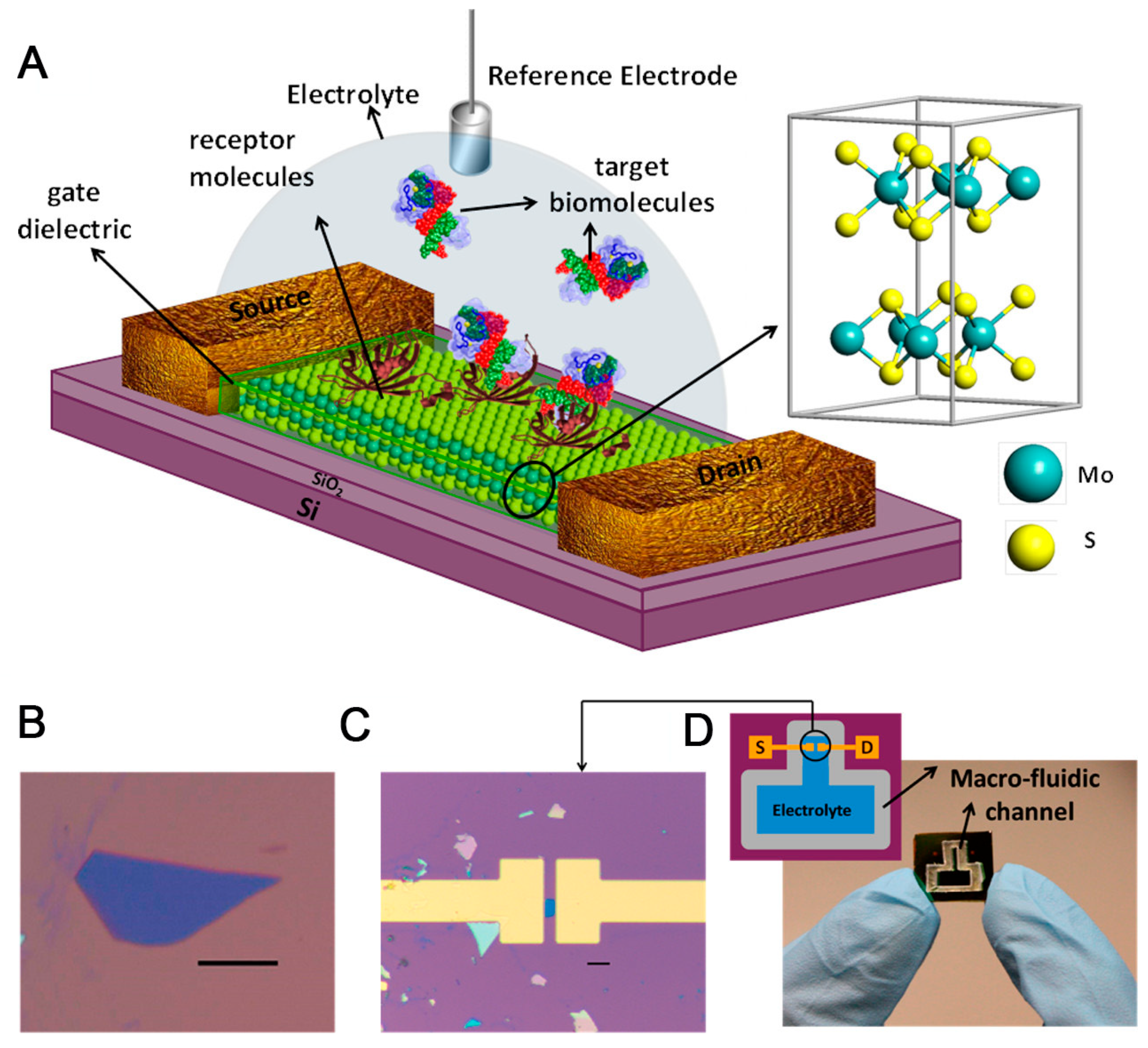 Biosensors 13 00987 g003