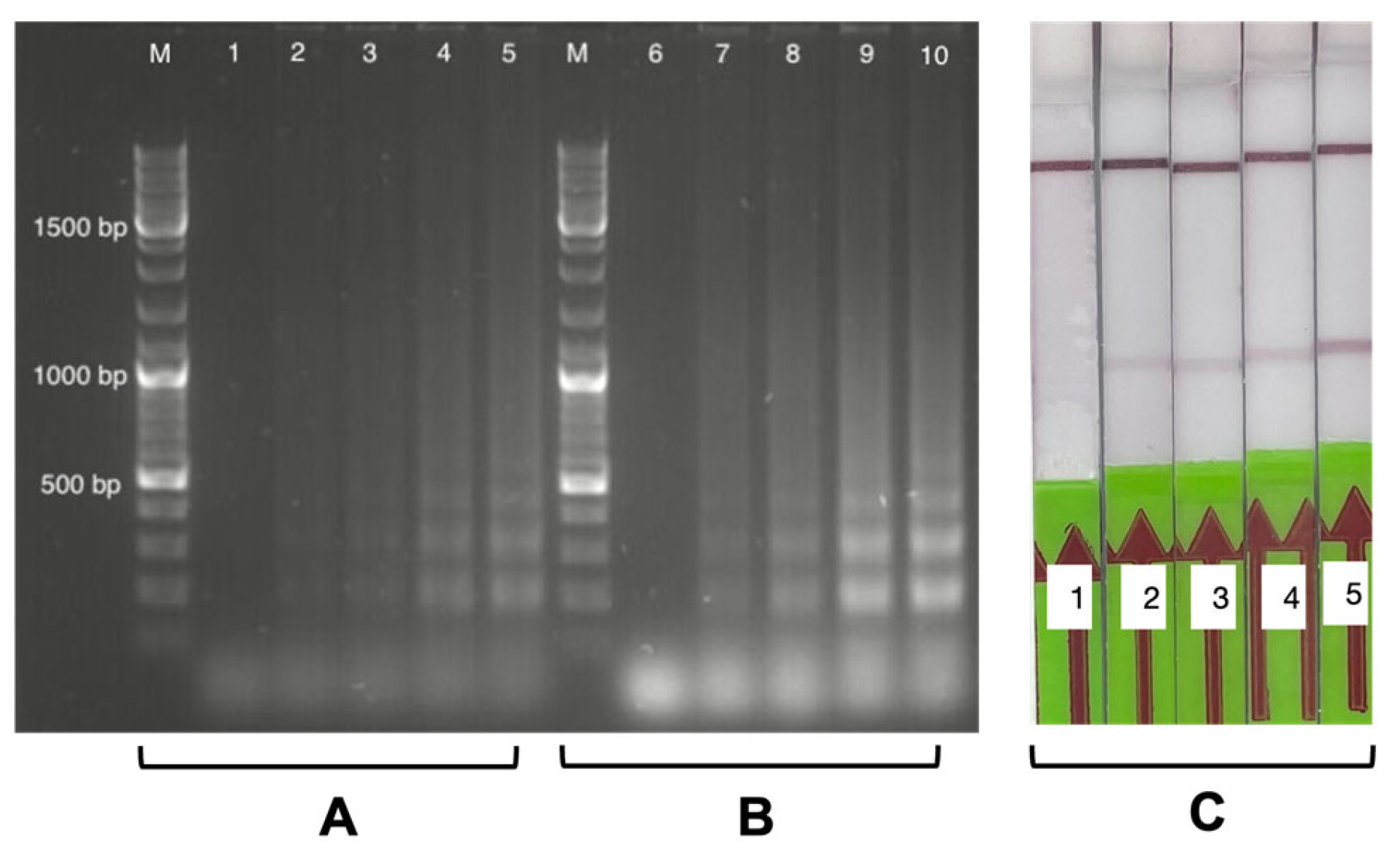 Biosensors 13 00988 g005