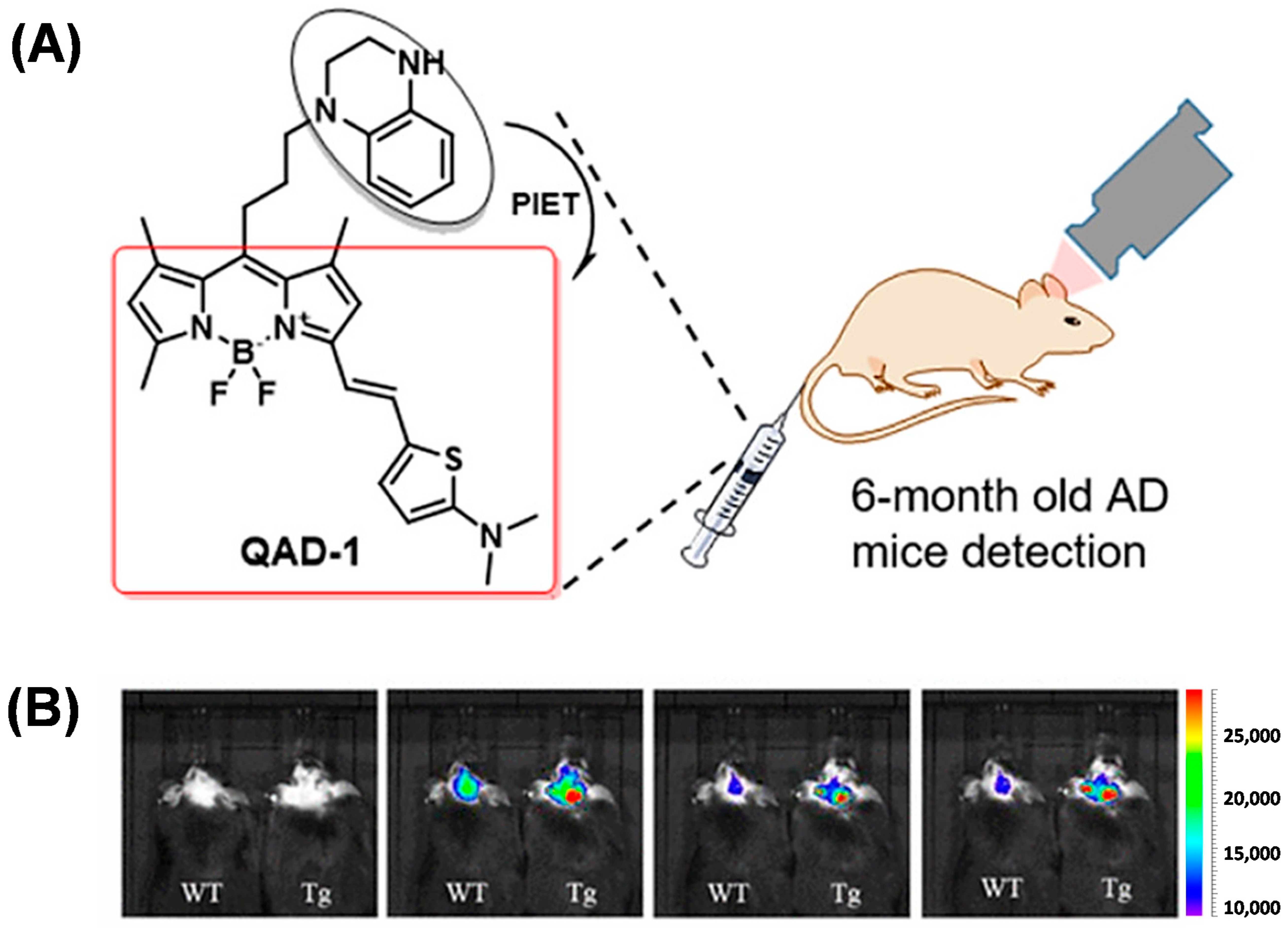 Biosensors 13 00990 g009