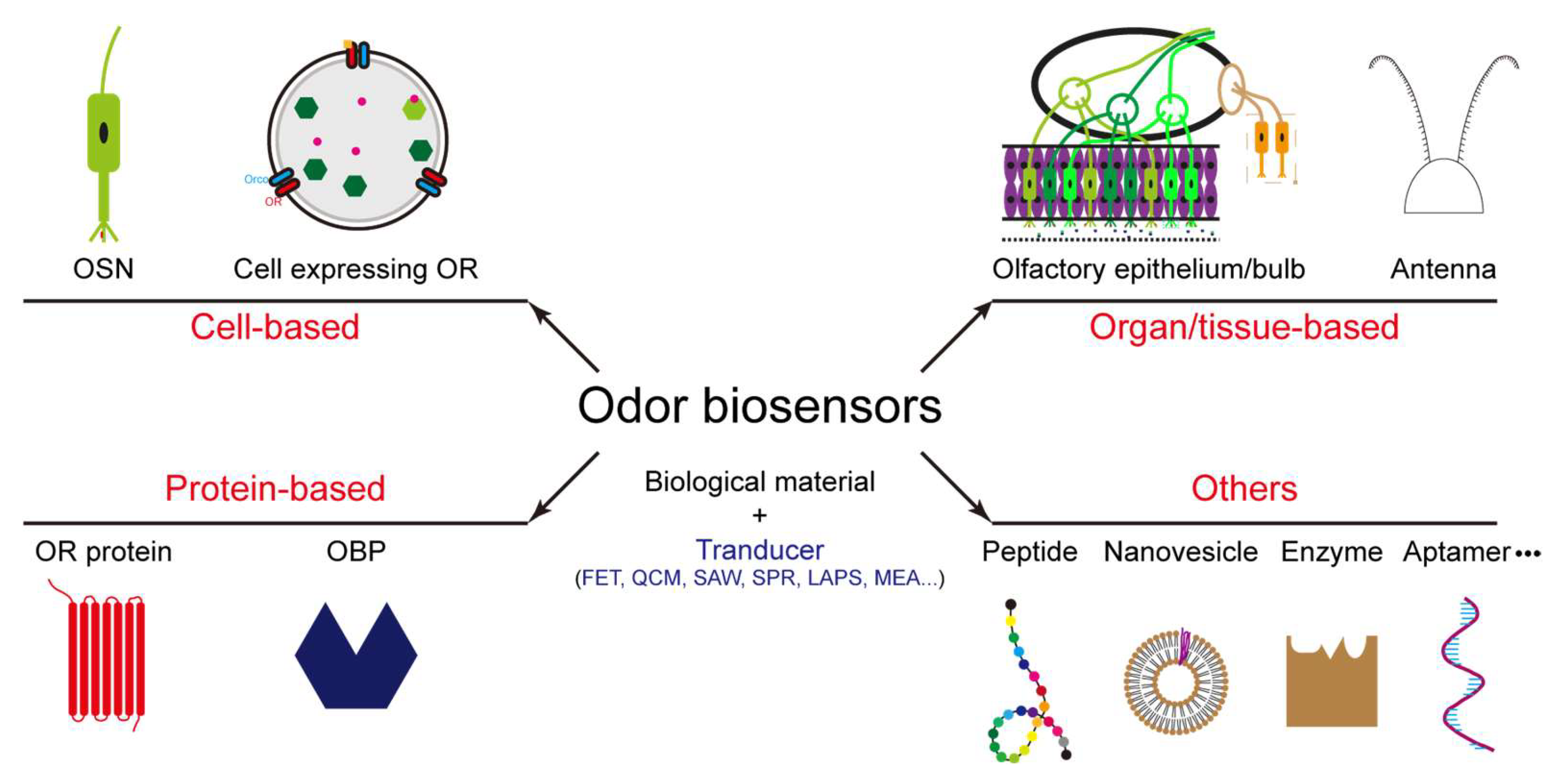 Biosensors 13 01000 g003