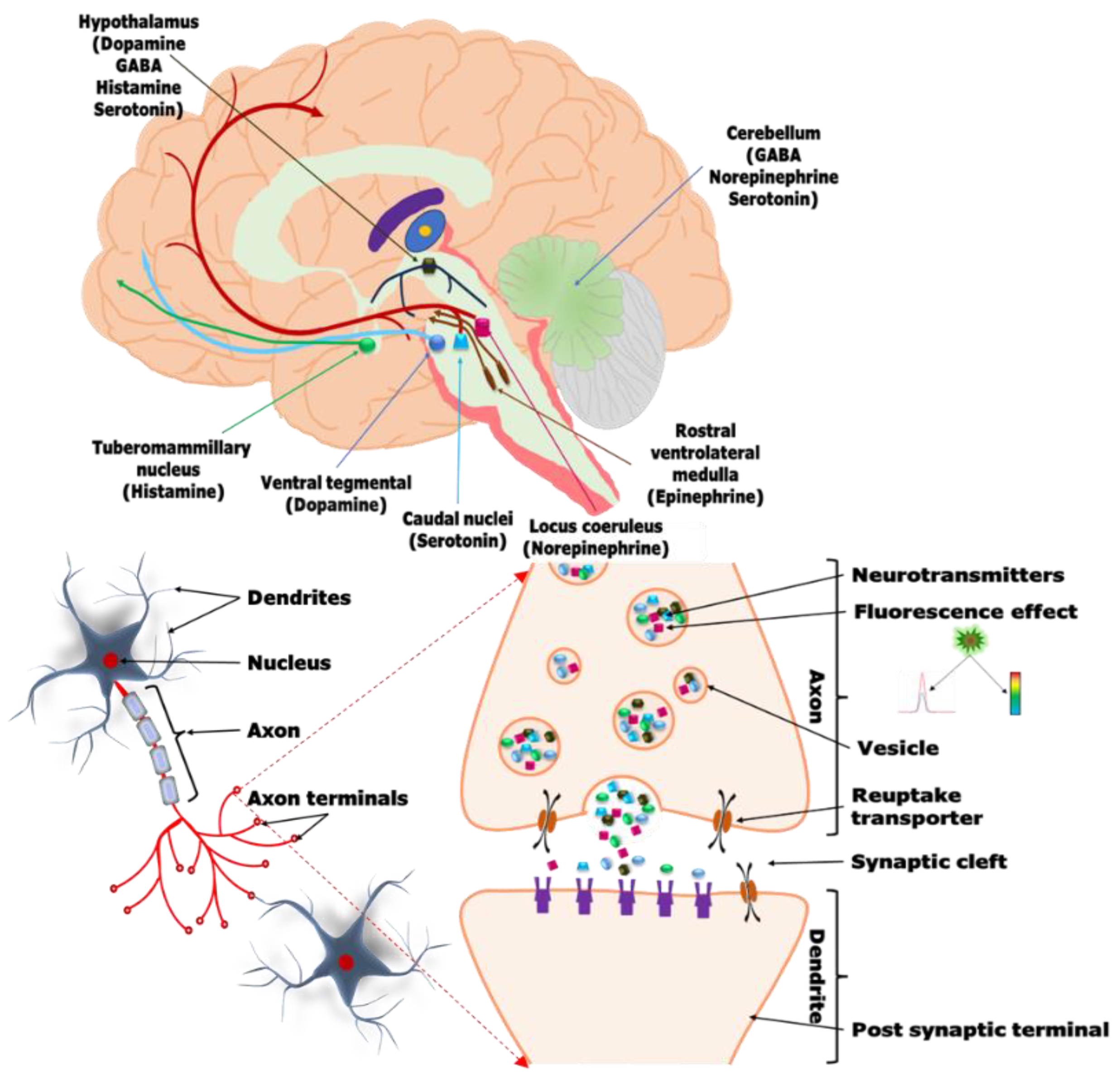 Biosensors 13 01008 g006 Biosensors 13 01008 g006