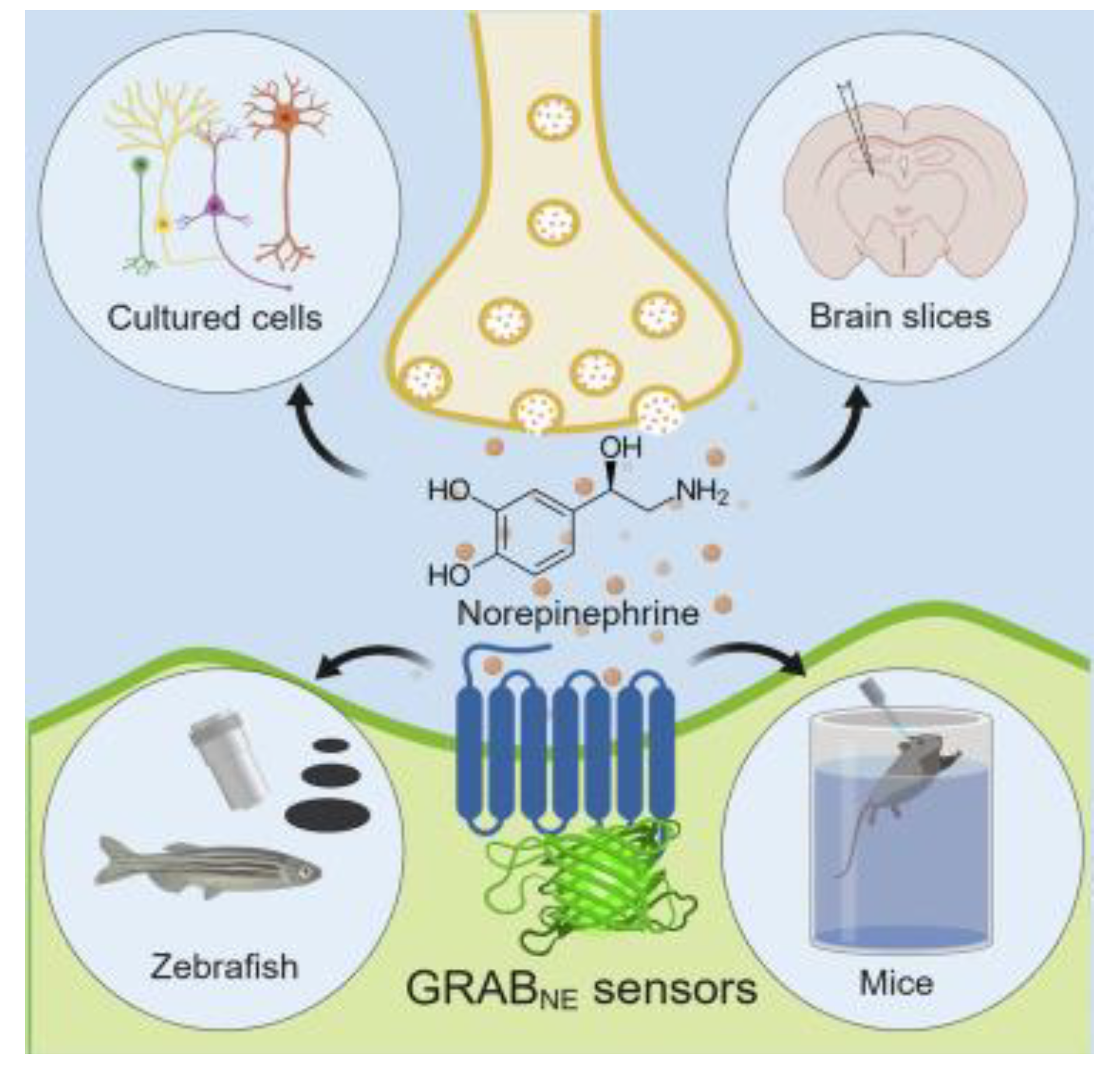 Biosensors 13 01008 g008 Biosensors 13 01008 g008