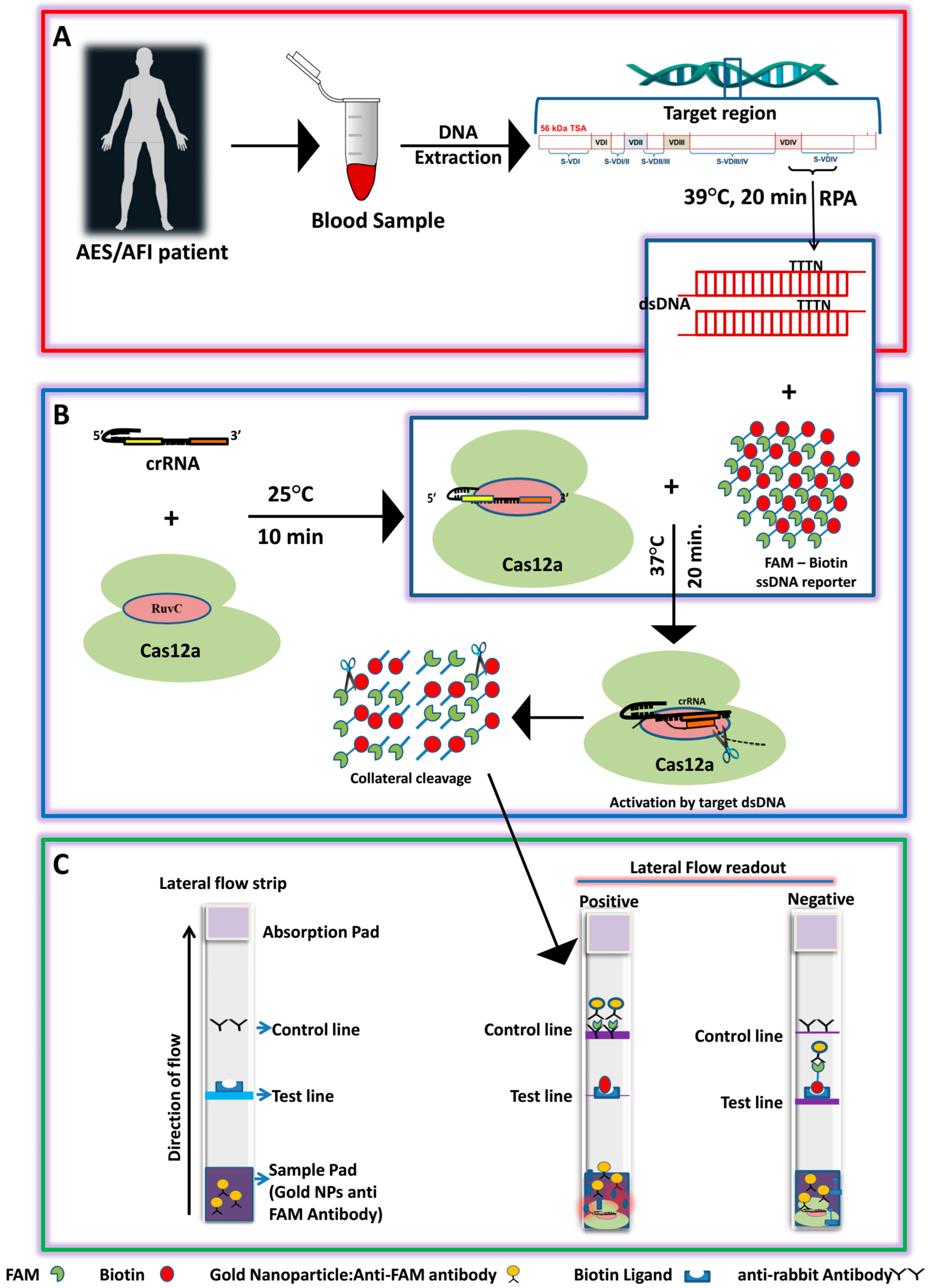 Biosensors 13 01021 g001