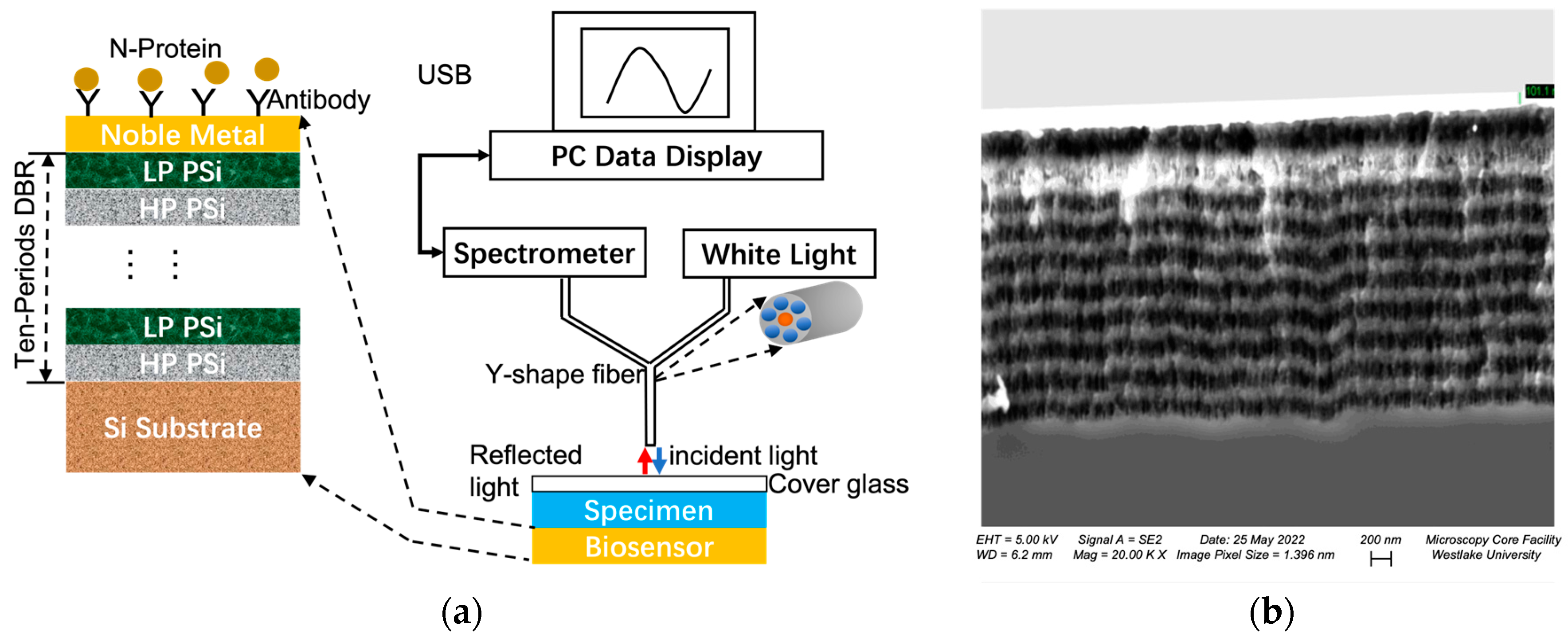 Biosensors 13 01026 g001
