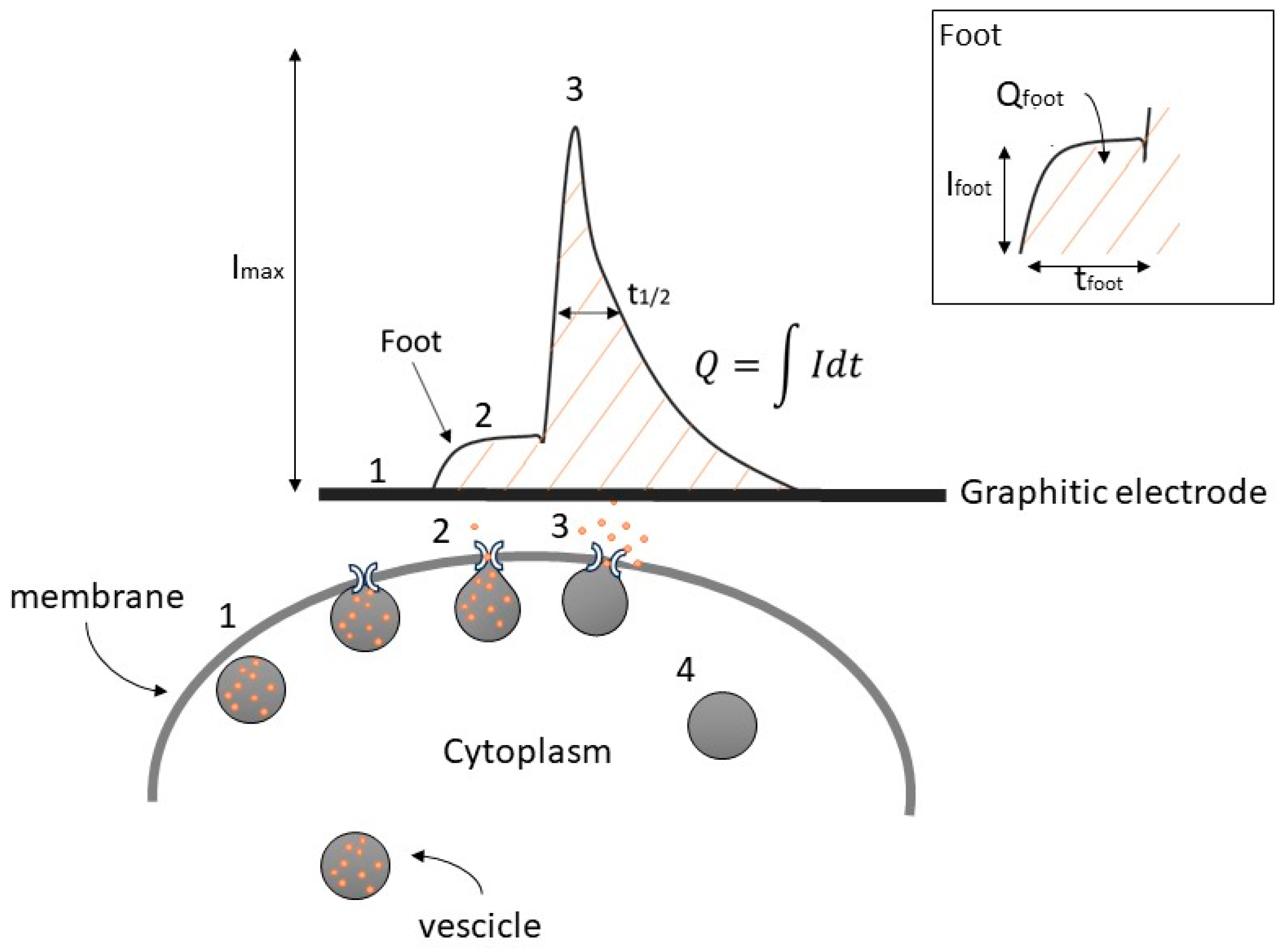 Biosensors 13 01033 g001 Biosensors 13 01033 g001
