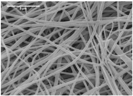 Biosensors 14 00013 i001