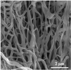 Biosensors 14 00013 i015