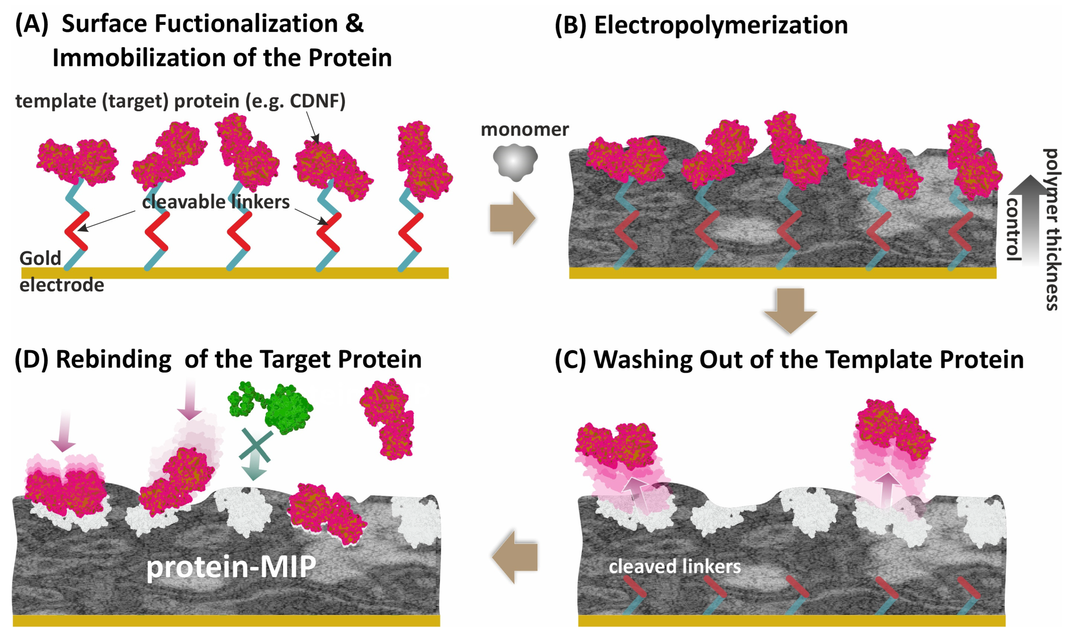 Biosensors 14 00071 g001