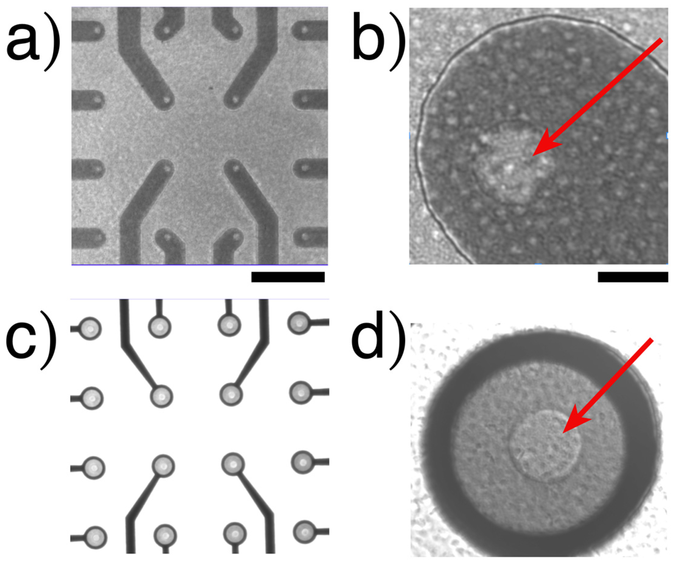 Biosensors 14 00075 g003