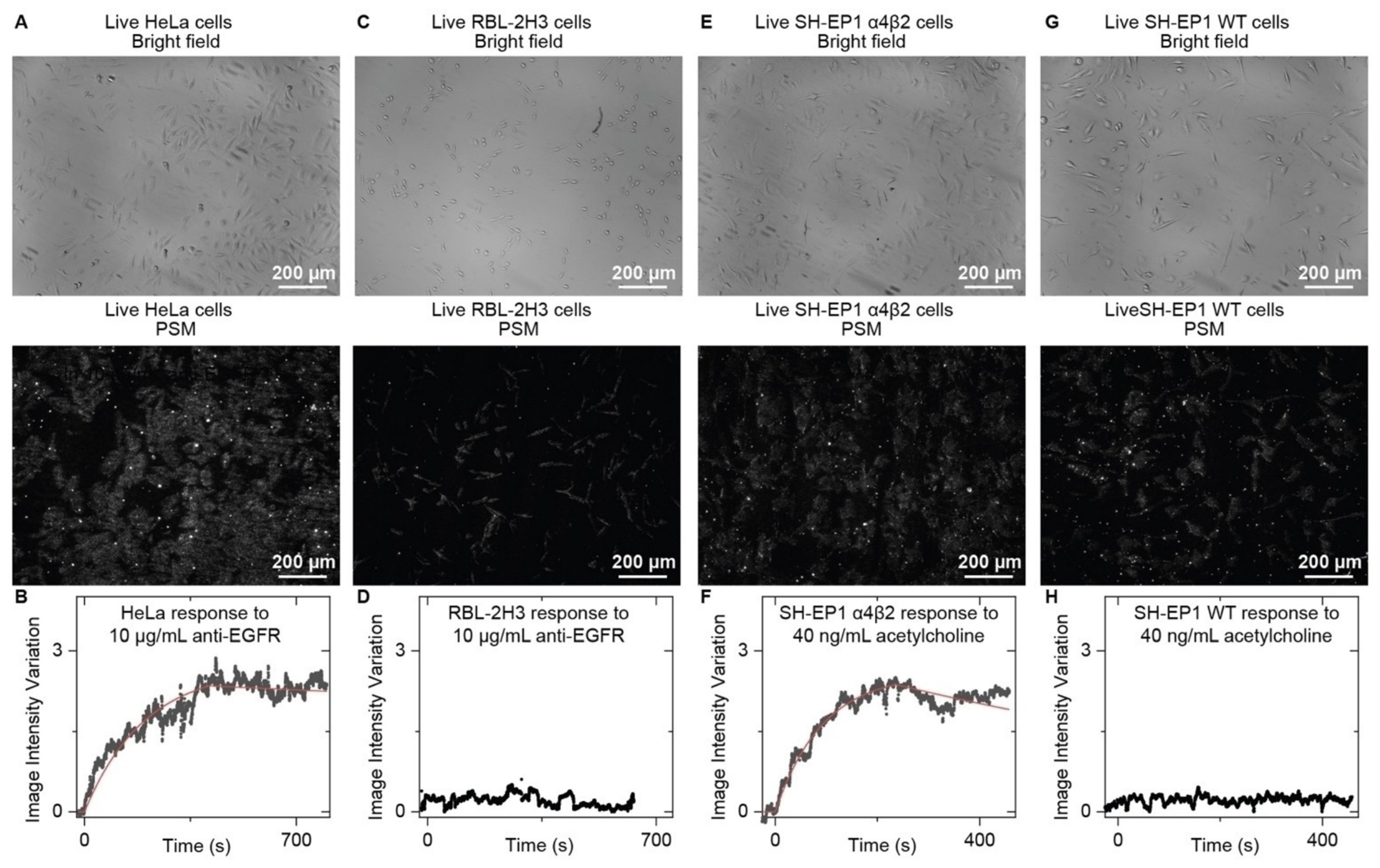 Biosensors 14 00084 g008