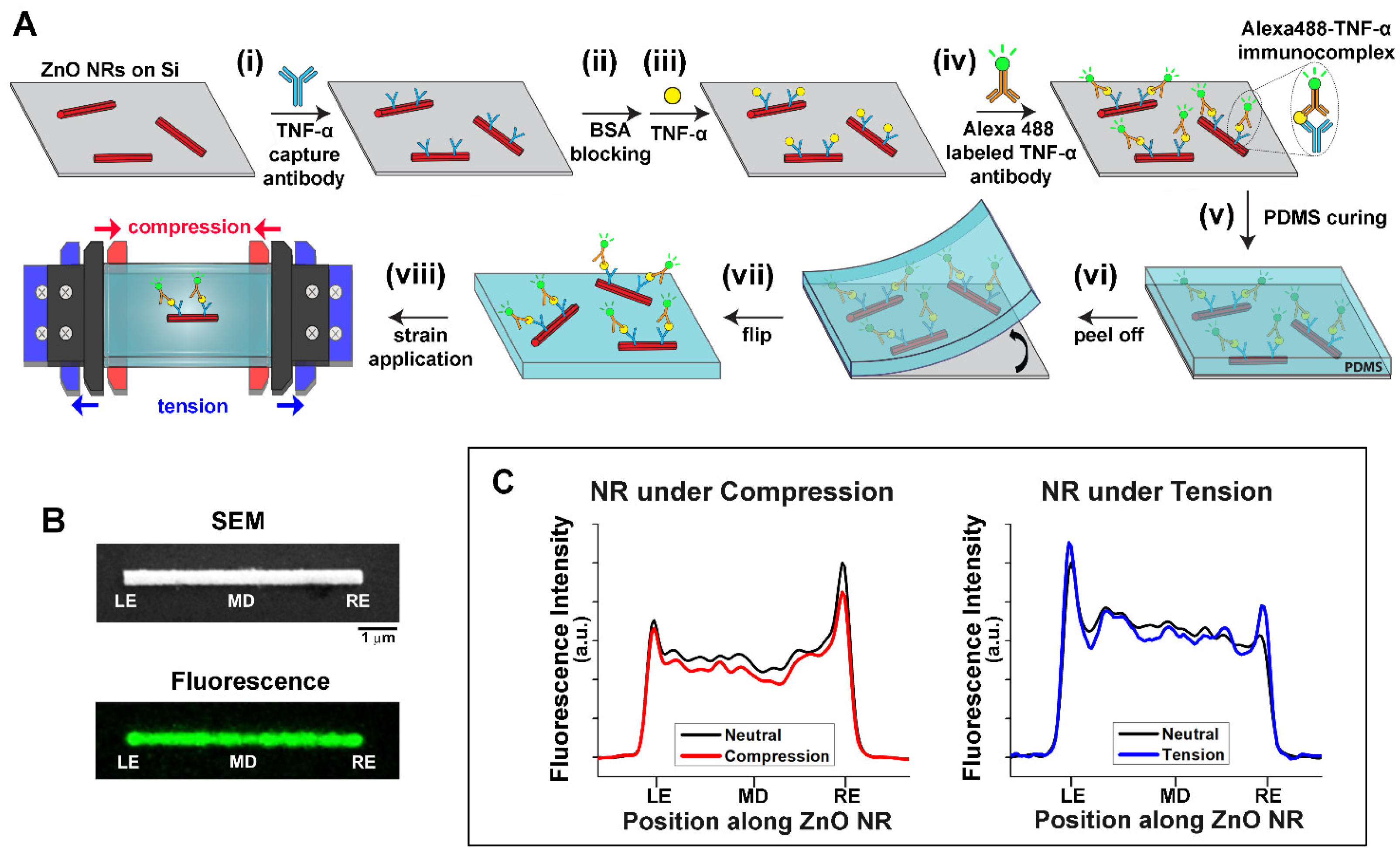 Biosensors 14 00085 g001