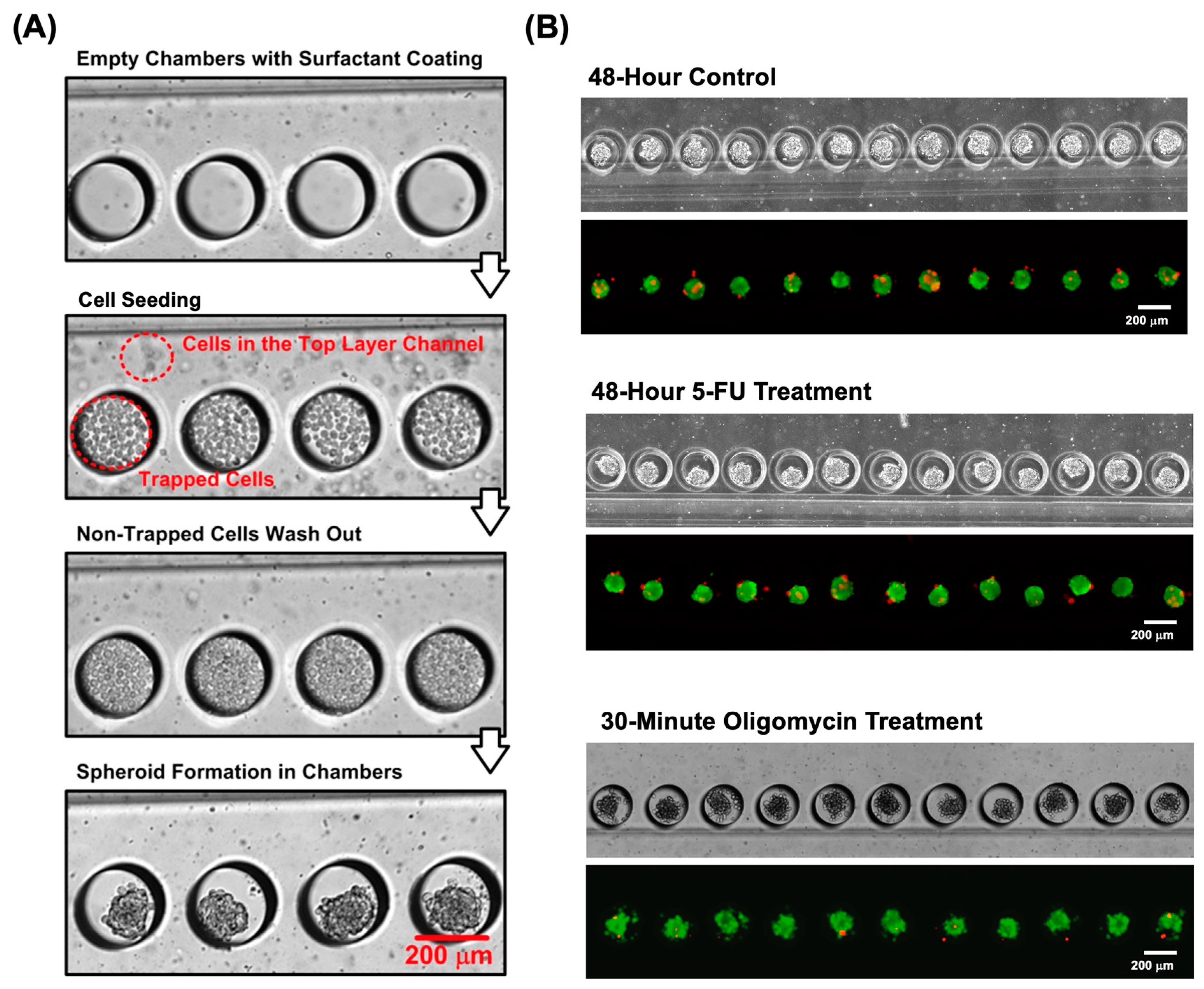 Biosensors 14 00096 g003